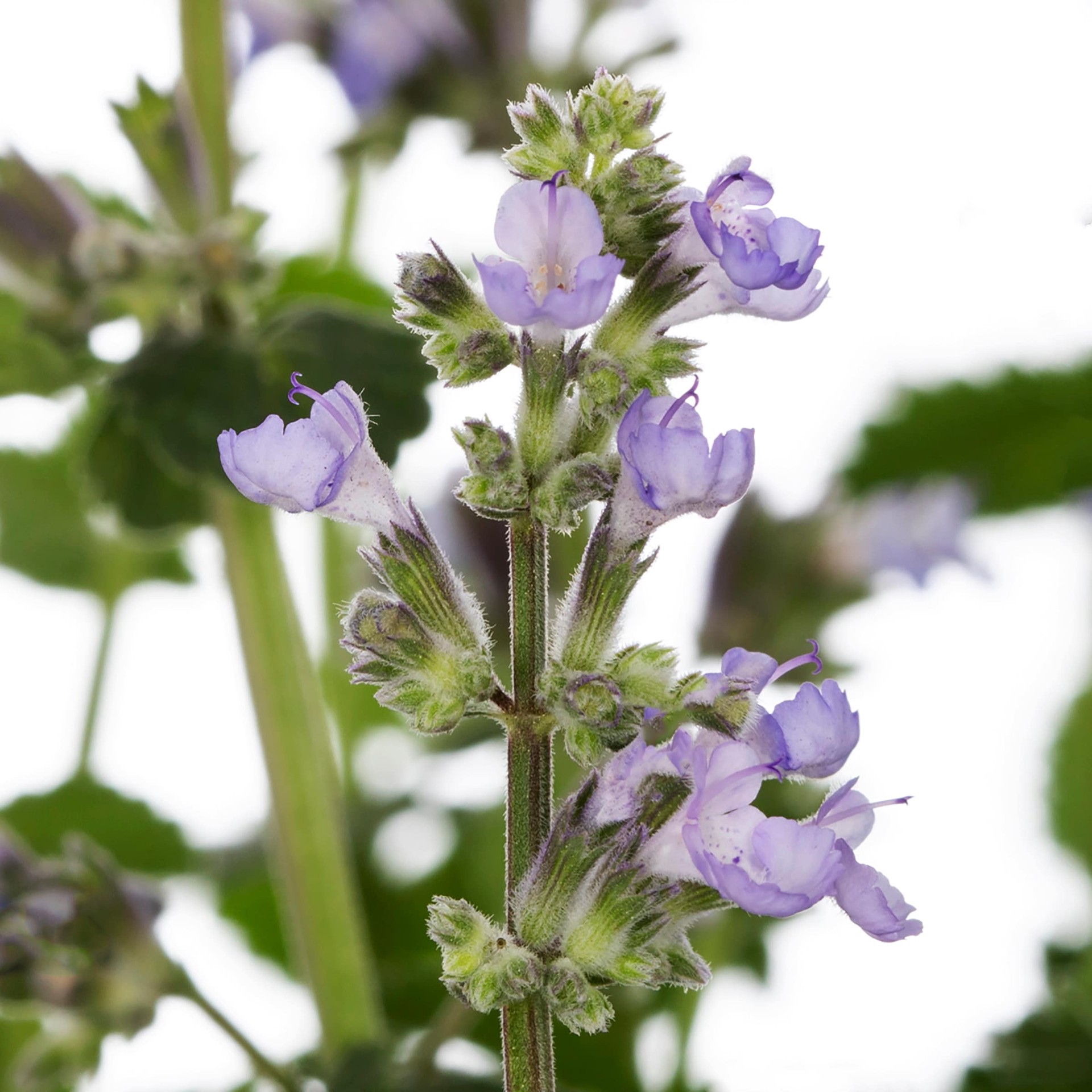 slide 2 of 2, Lowe's Nepeta (Catnip) Plant in 2.5 -Quart, 1 ct