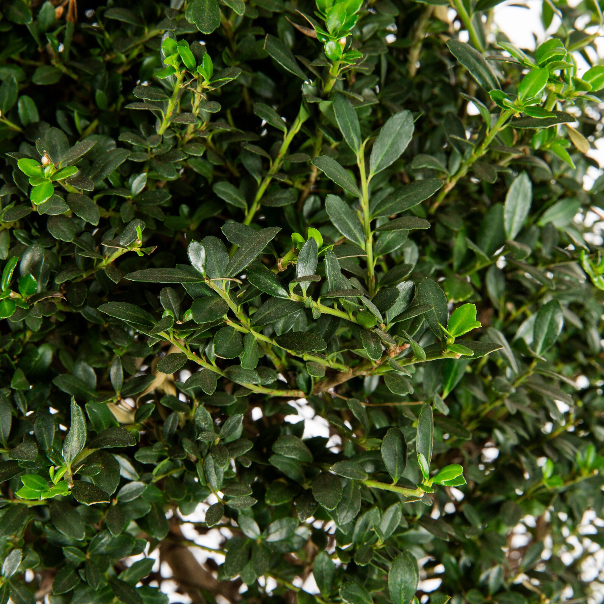 slide 2 of 2, Monrovia Emerald Colonnade Holly Shrub in 3.58 -Gallon, 1 ct