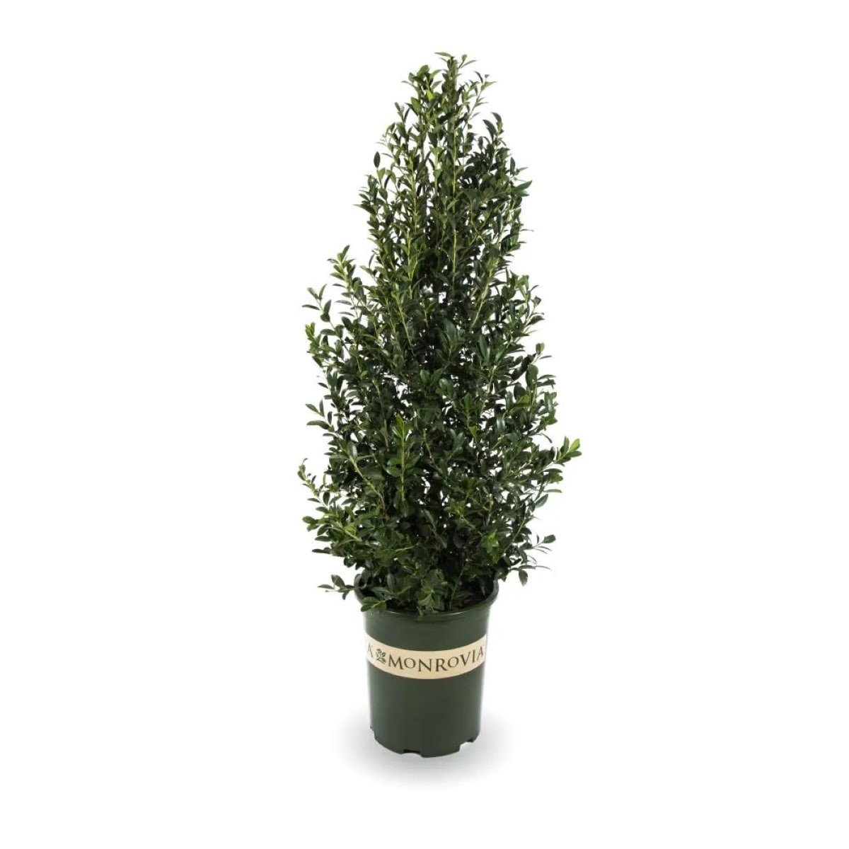 slide 1 of 2, Monrovia Emerald Colonnade Holly Shrub in 3.58 -Gallon, 1 ct