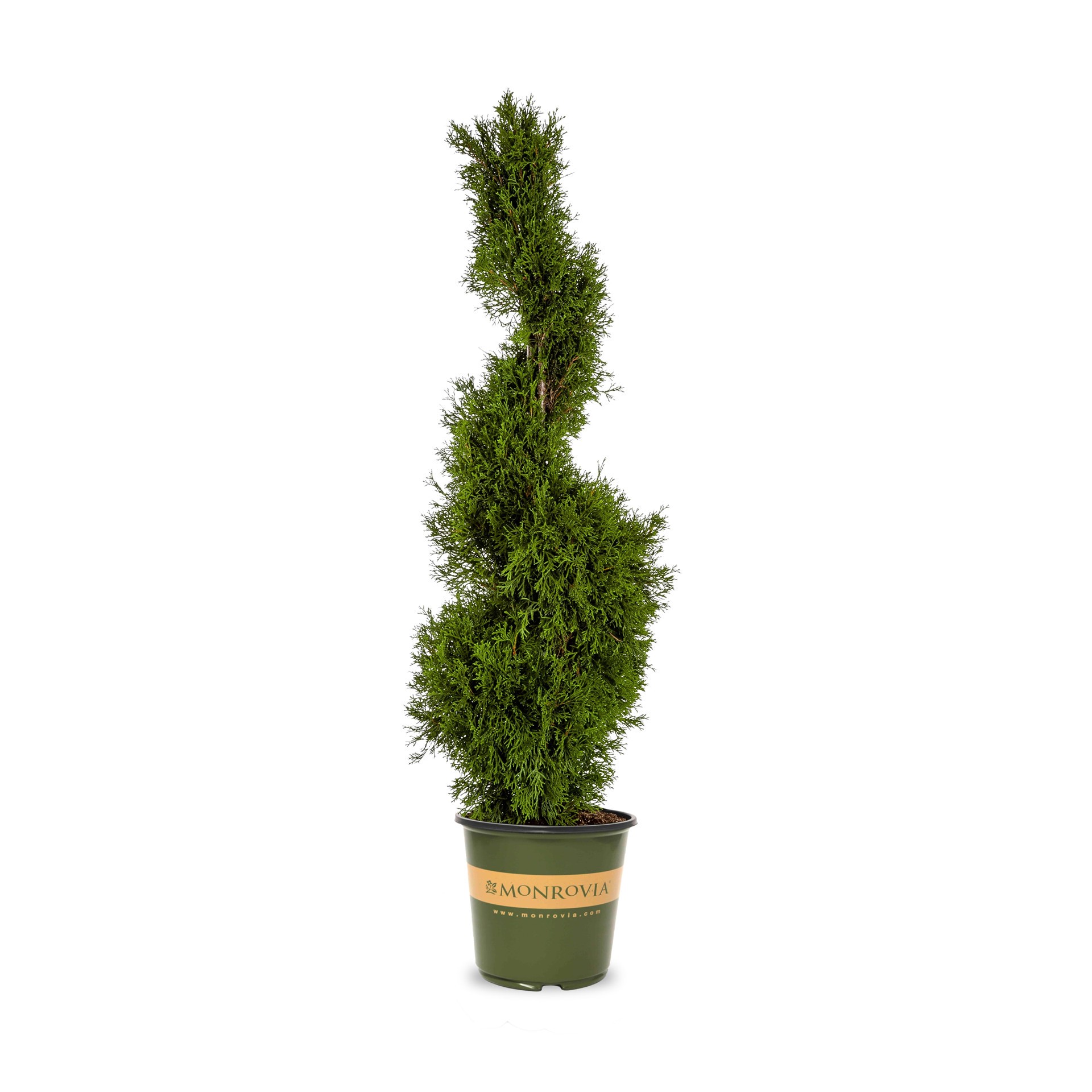 slide 1 of 4, Monrovia Emerald Green Spiral Arborvitae Screening Shrub in 3.58 -Gallon Pot 1 -Pack, 1 ct