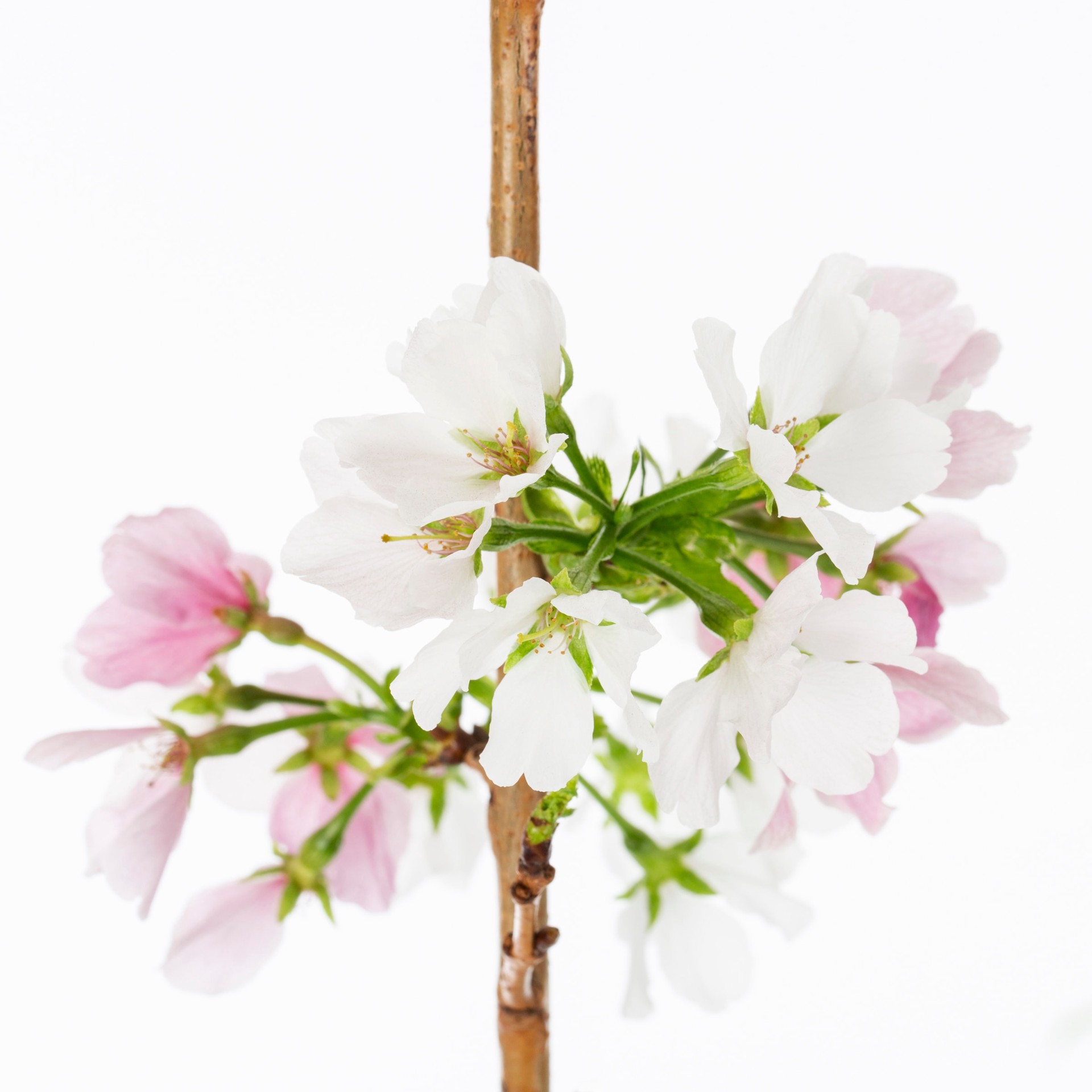 slide 2 of 2, Lowe's 3.64-Gallon (s) White Flowering Yellow Delicious Cherry Tree In Pot (With Soil), 1 ct