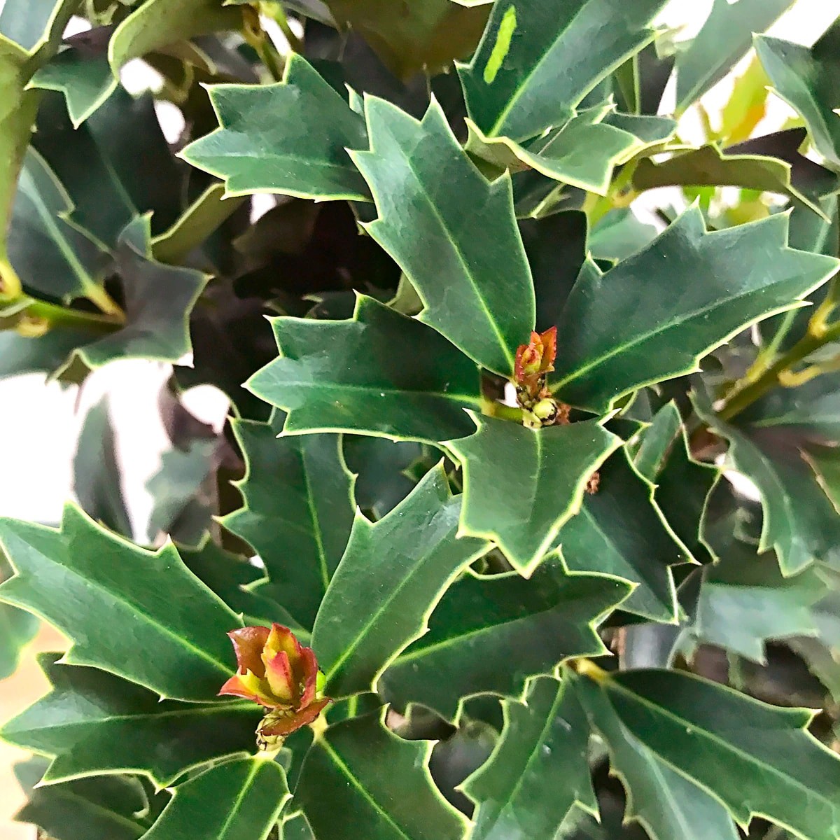 slide 2 of 4, Monrovia Oakleaf Holly Foundation/Hedge Shrub in 3.58 -Gallon Pot 1 -Pack with White Blooms, 1 ct
