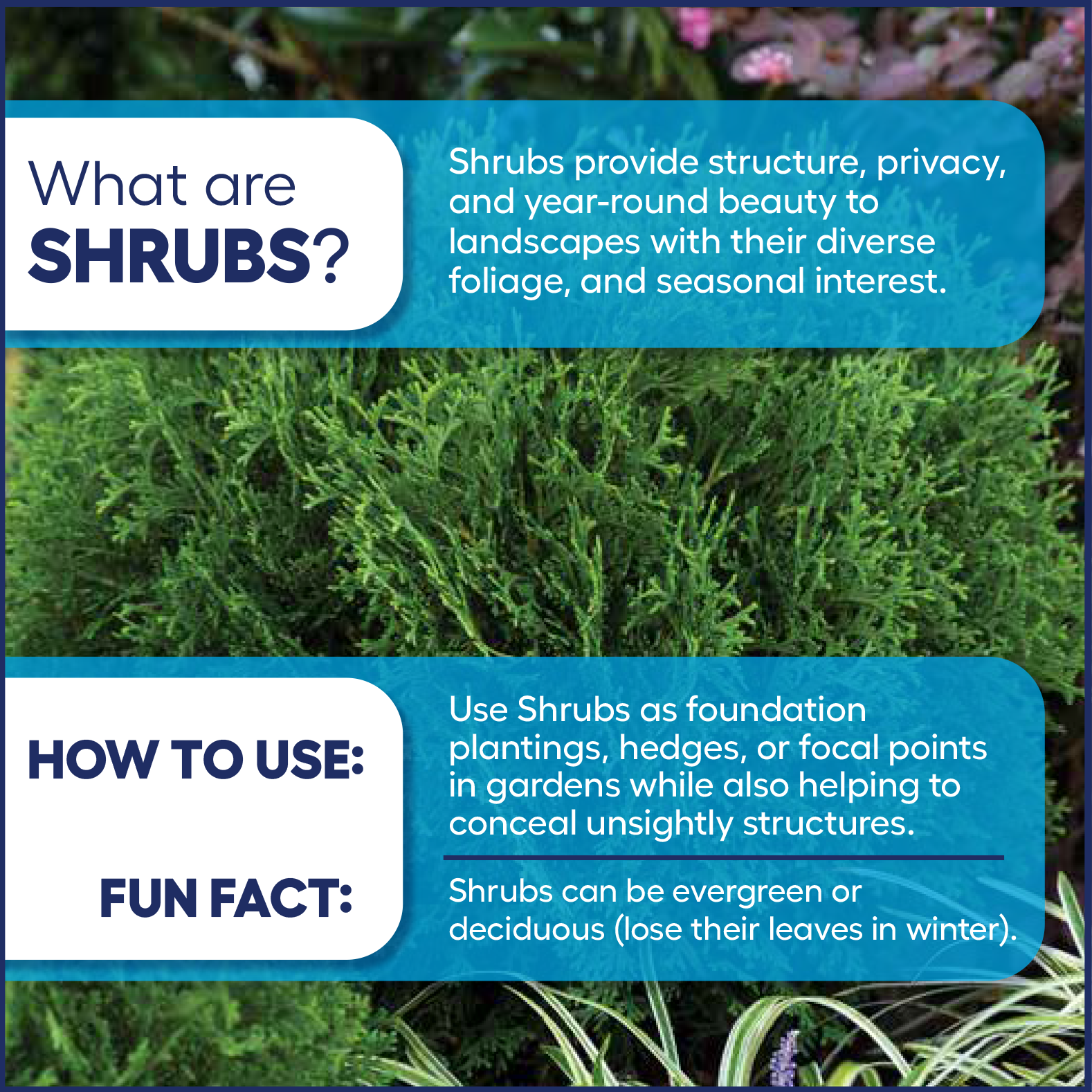 slide 3 of 4, Monrovia Oakleaf Holly Foundation/Hedge Shrub in 3.58 -Gallon Pot 1 -Pack with White Blooms, 1 ct