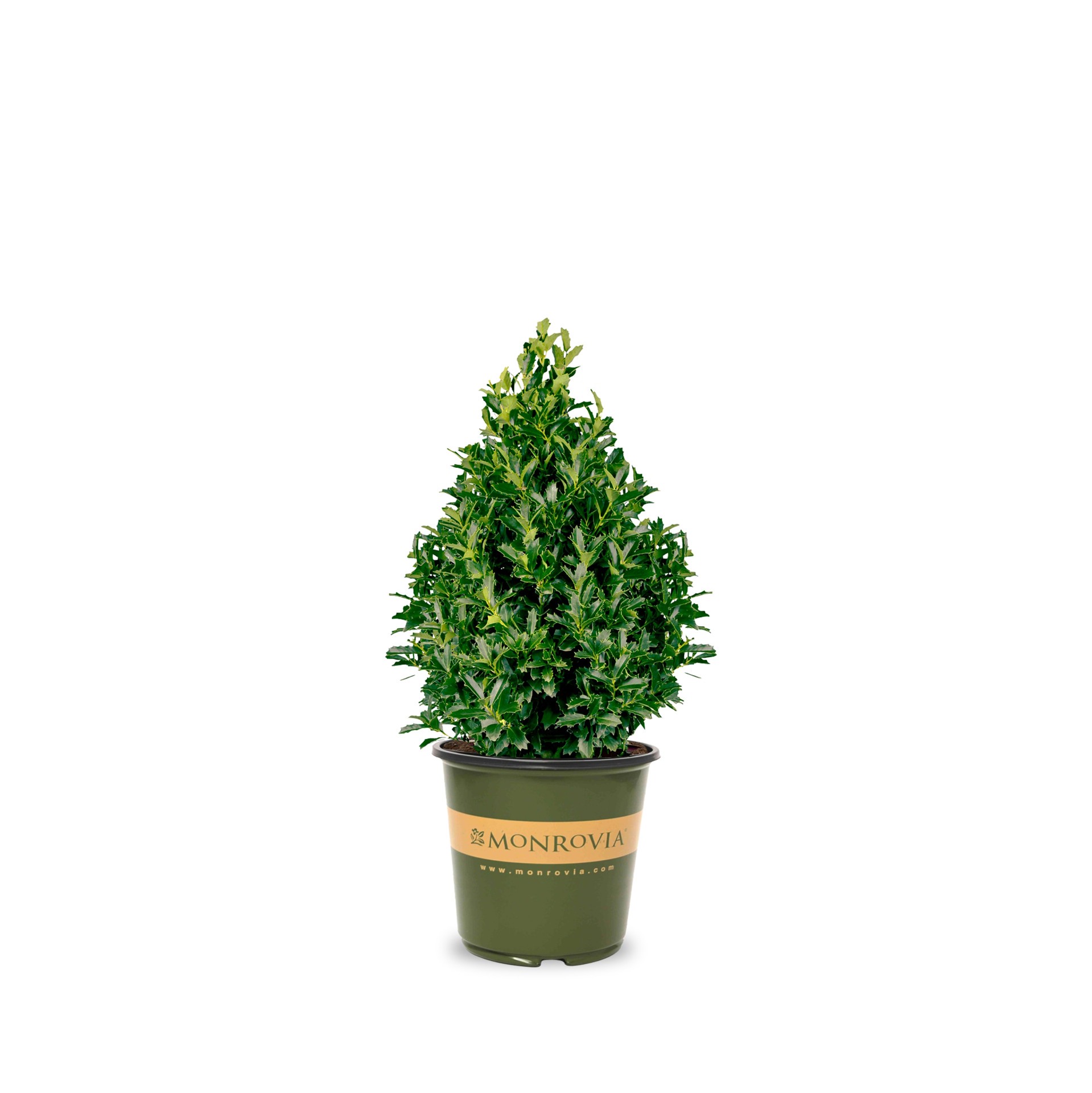 slide 1 of 4, Monrovia Oakleaf Holly Foundation/Hedge Shrub in 3.58 -Gallon Pot 1 -Pack with White Blooms, 1 ct