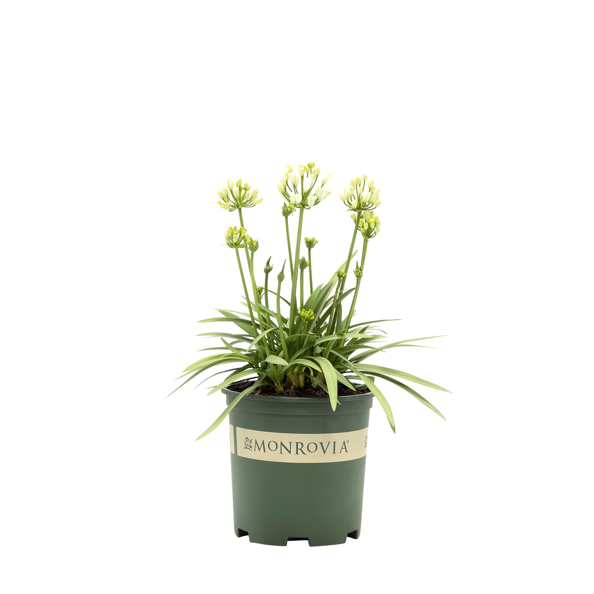slide 1 of 1, Monrovia 1.73 -Gallon Pot Evergreen Clematis, 1 ct