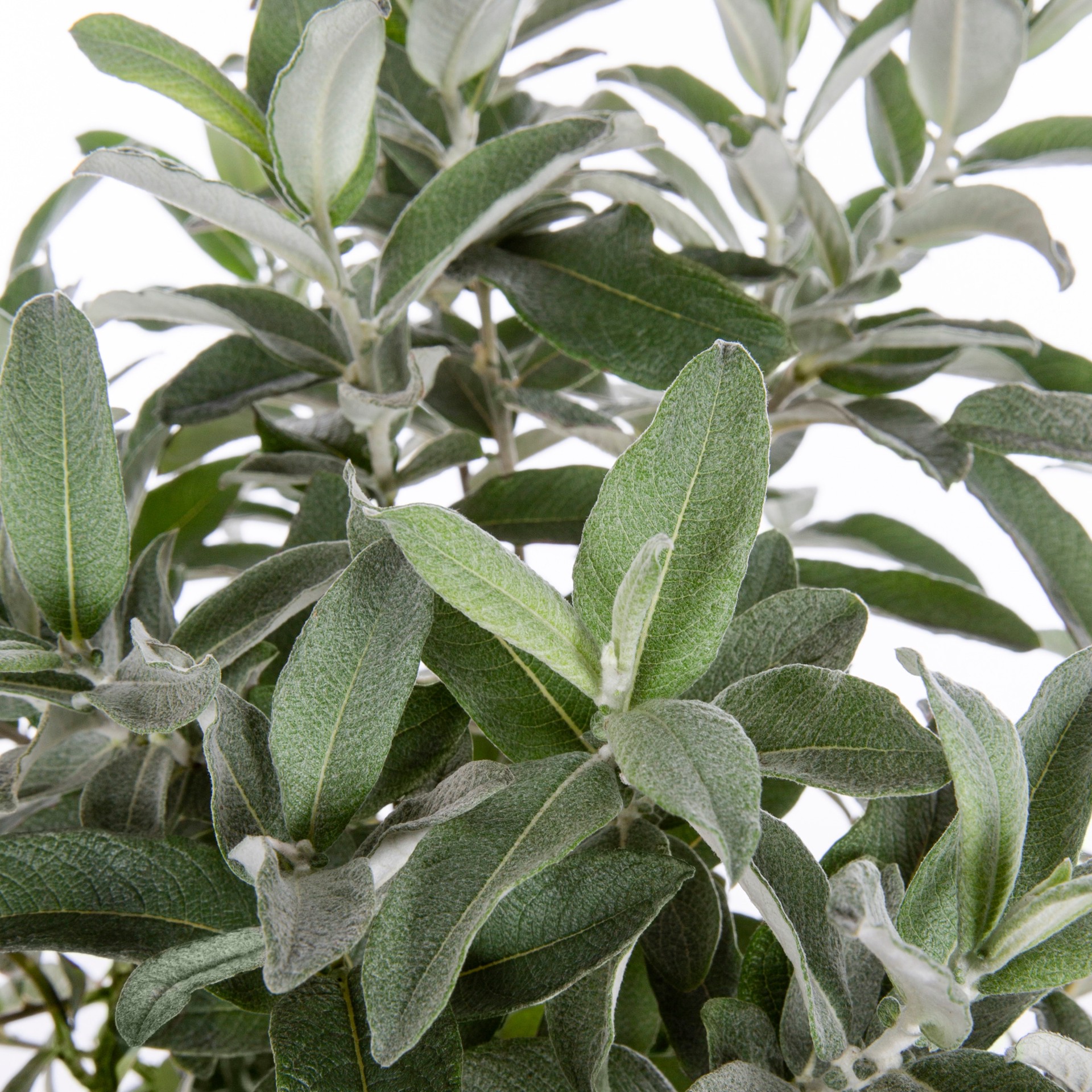 slide 2 of 4, Lowe's Willow Shrub in 2.25 -Gallon, 1 ct