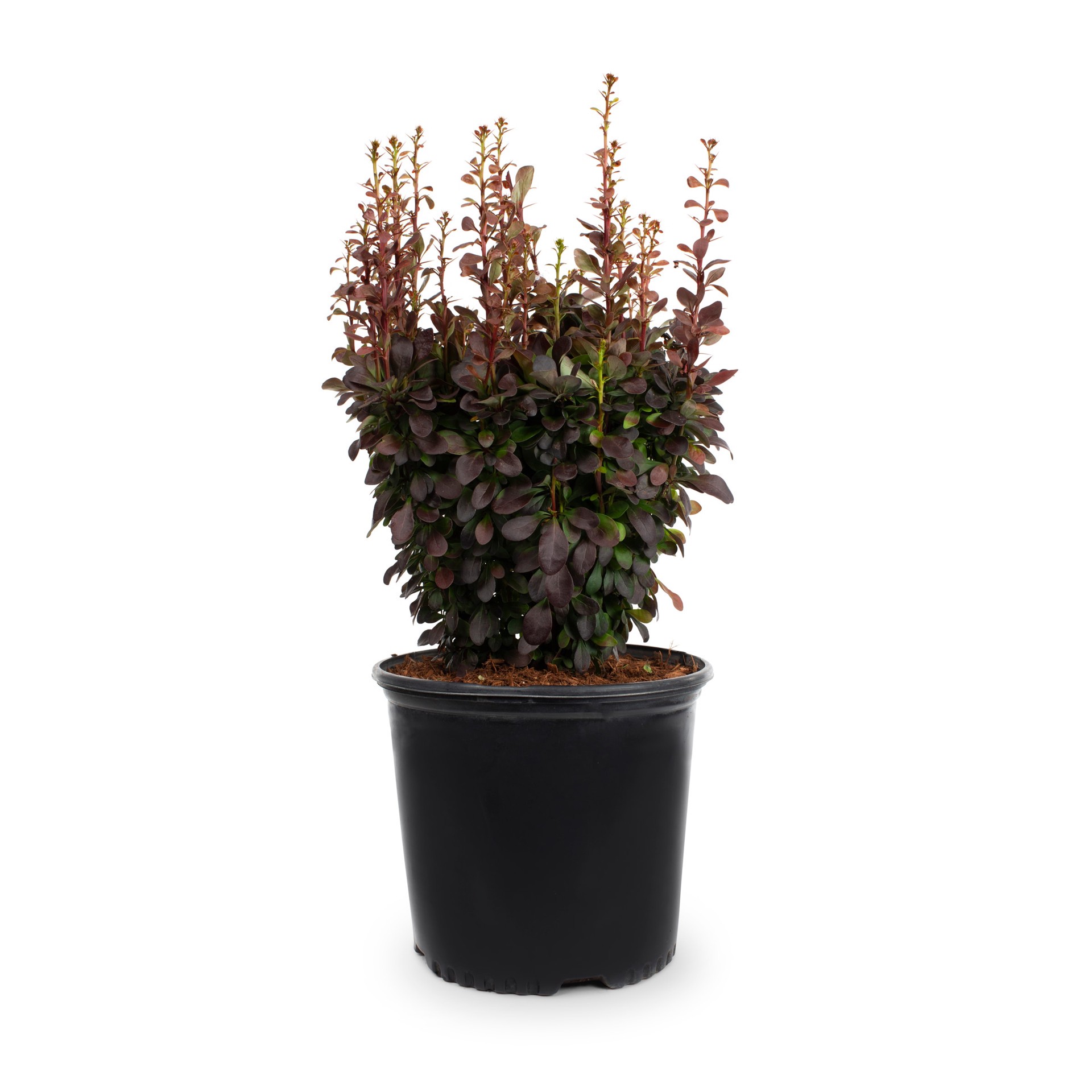 slide 3 of 4, Lowe's Willow Shrub in 2.25 -Gallon, 1 ct
