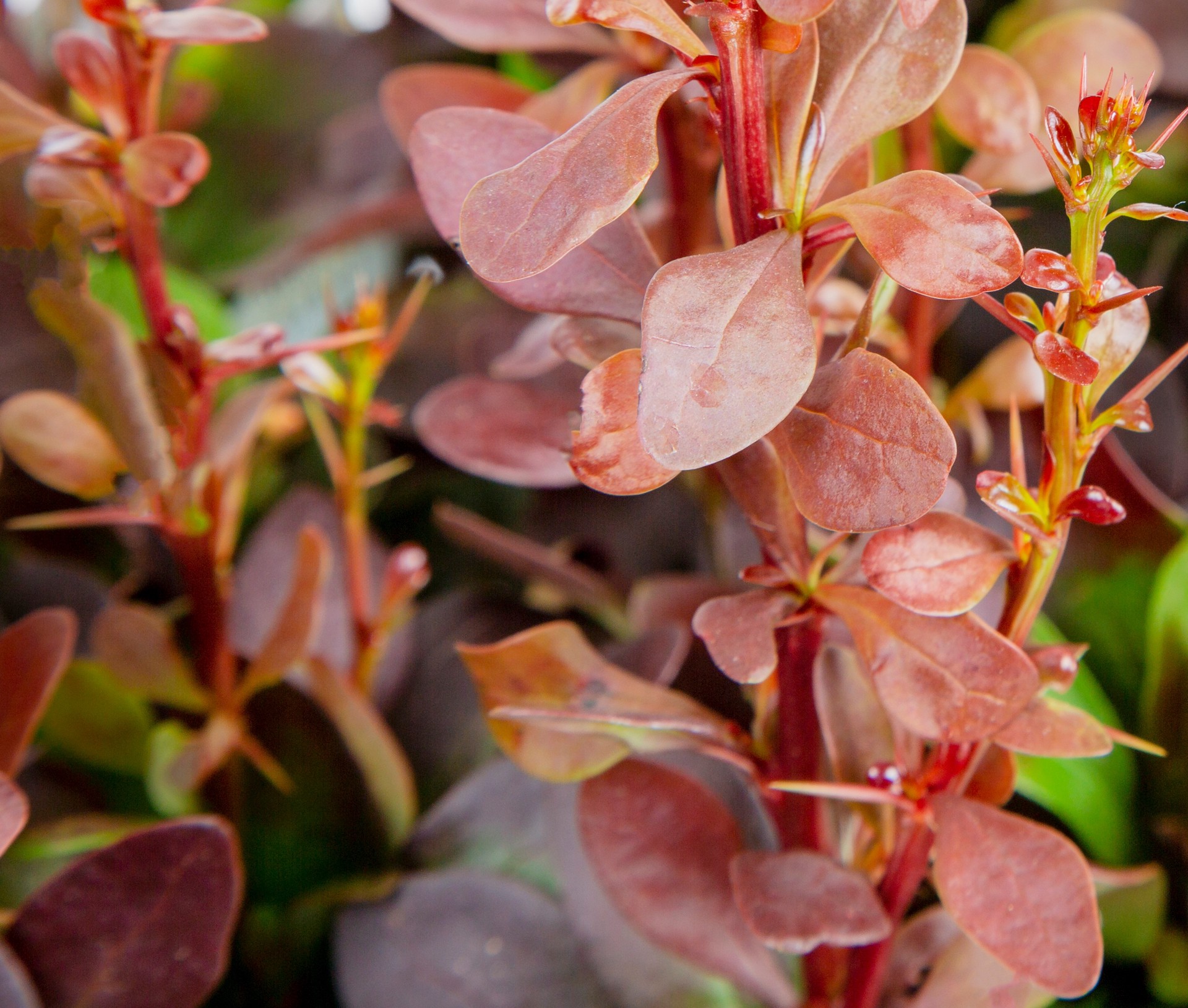 slide 4 of 4, Lowe's Willow Shrub in 2.25 -Gallon, 1 ct