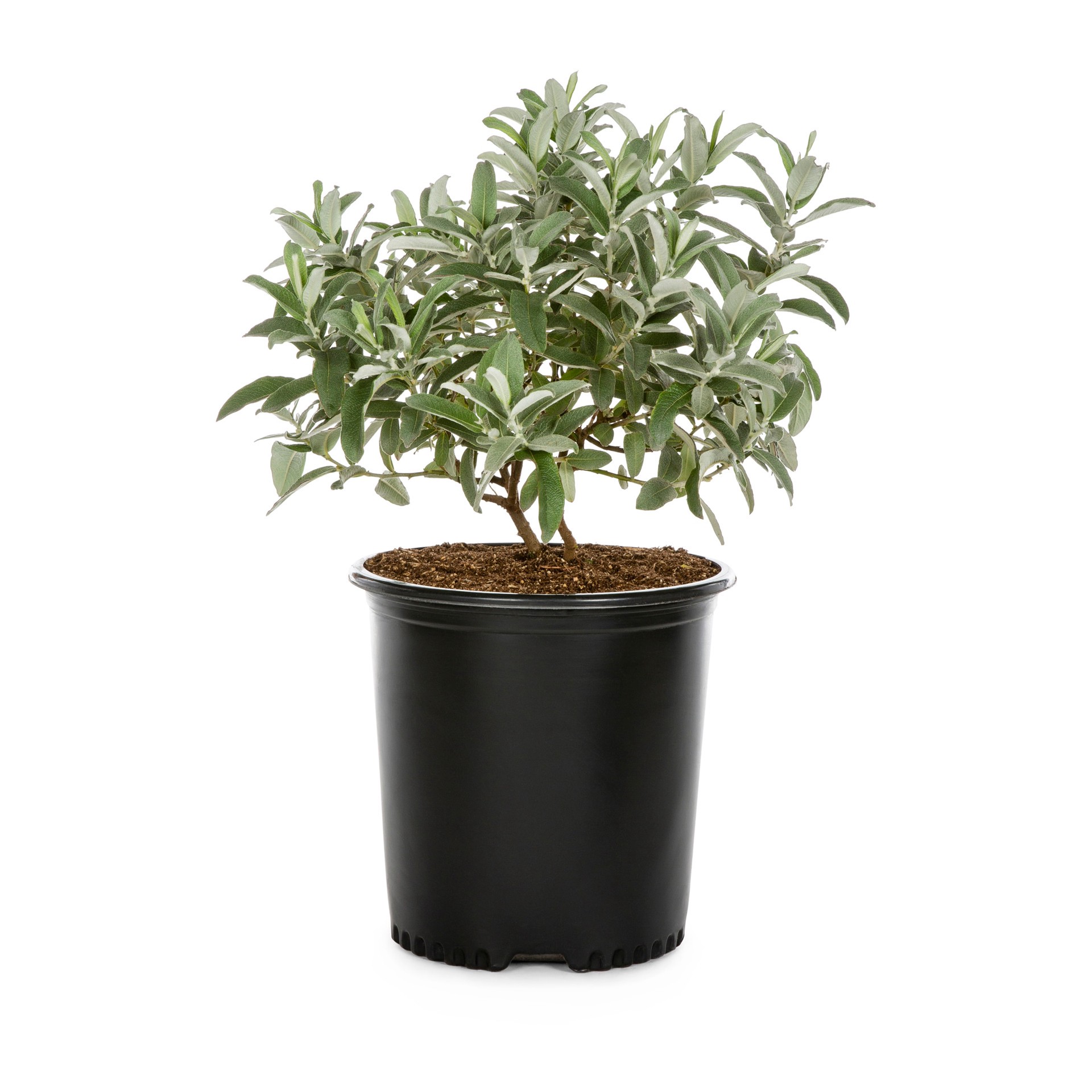 slide 1 of 4, Lowe's Willow Shrub in 2.25 -Gallon, 1 ct