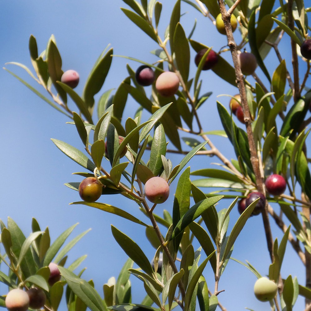 slide 2 of 3, Lowe's Olive Plant, 1 ct
