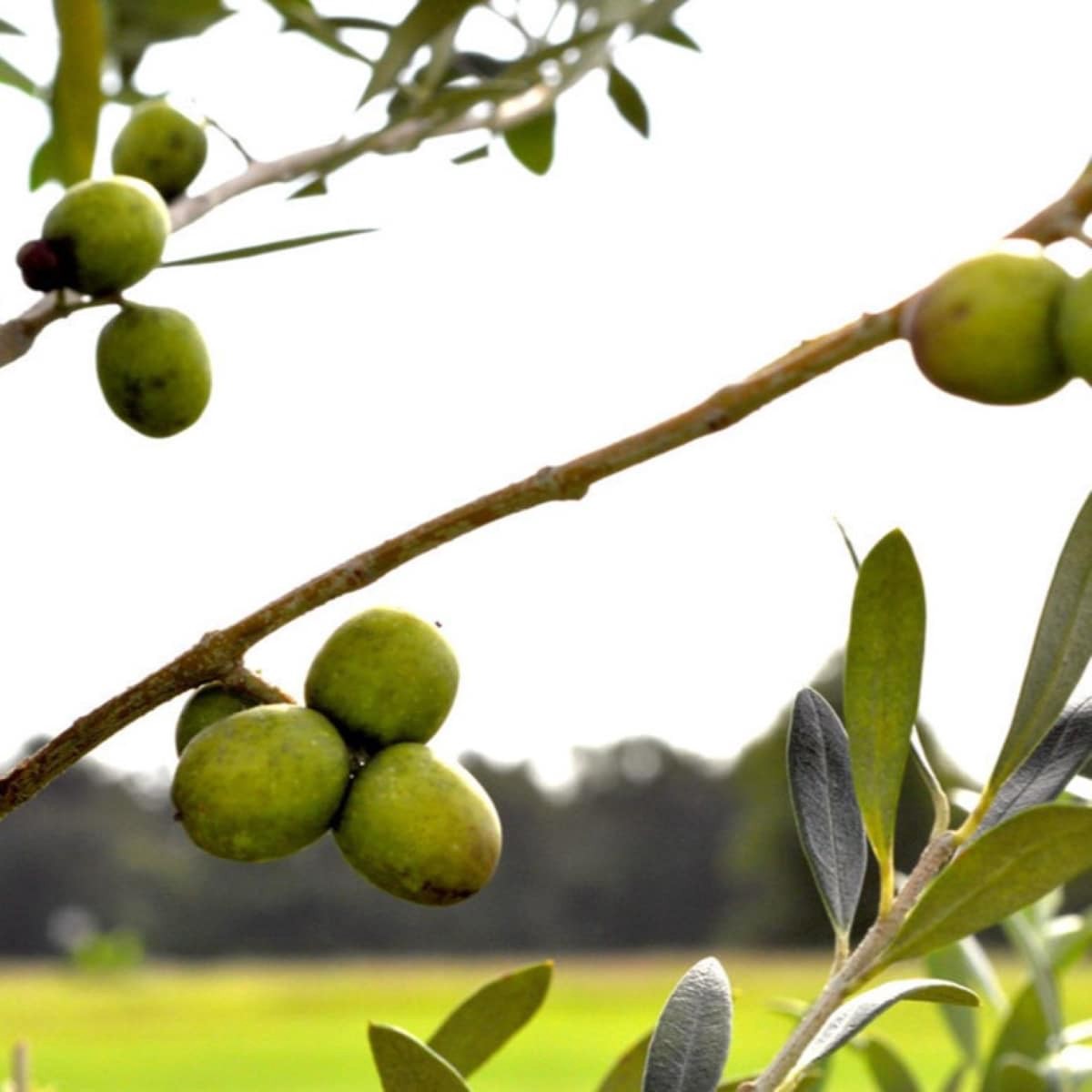 slide 3 of 3, Lowe's Olive Plant, 1 ct