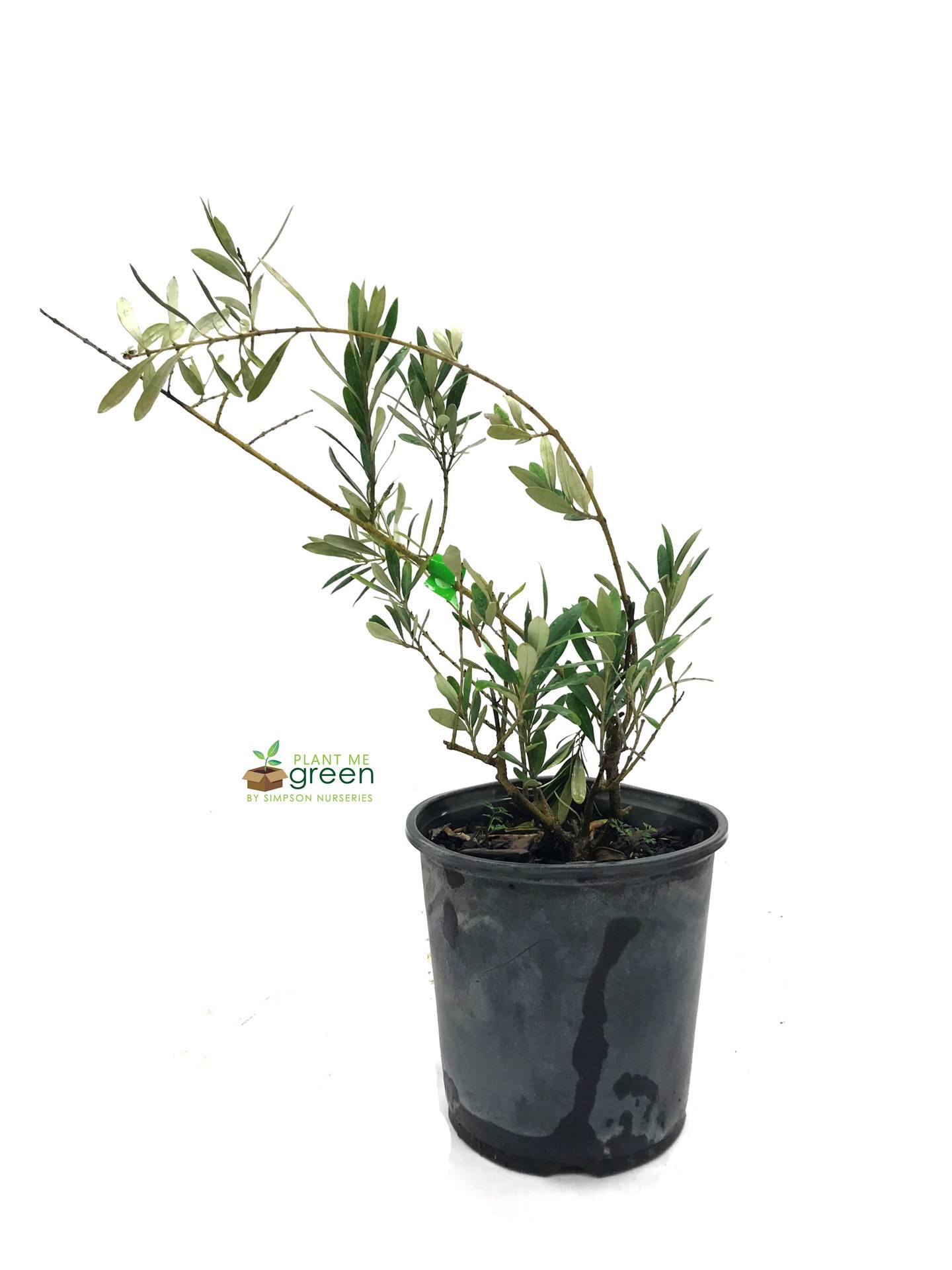 slide 1 of 3, Lowe's Olive Plant, 1 ct