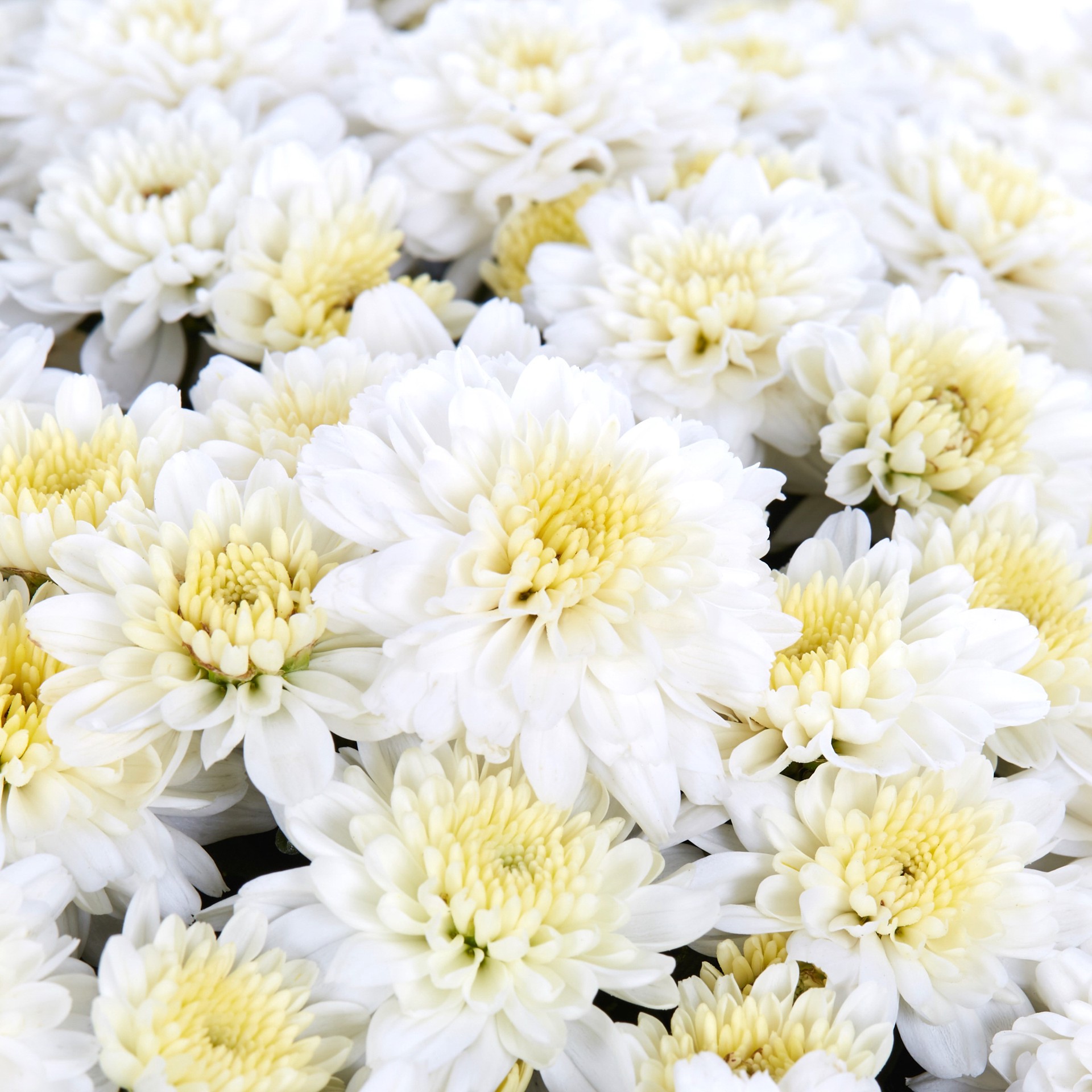 slide 2 of 4, Lowe's White Mum in 2.5 Gallon(s) Planter 1 -Pack, 1 ct