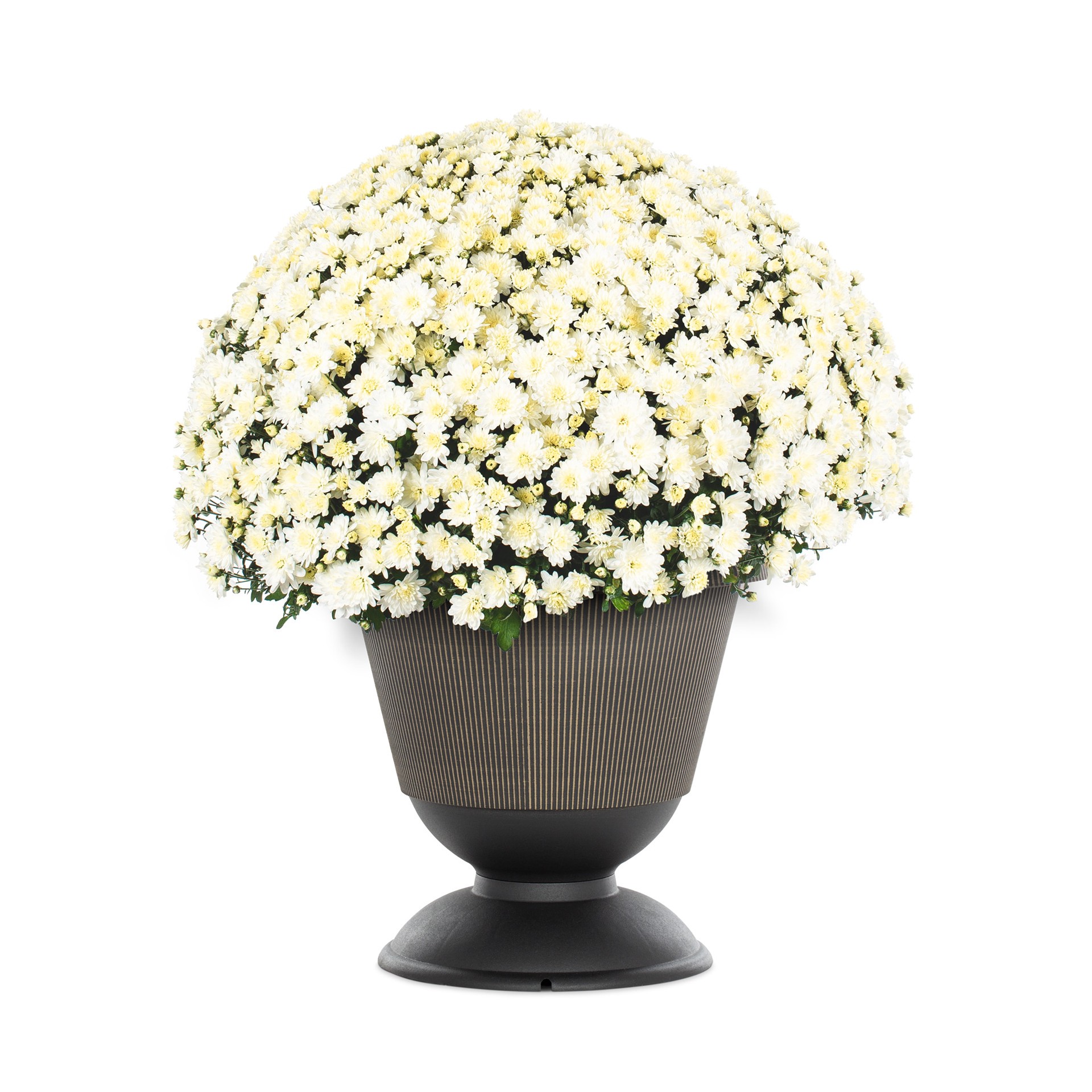 slide 1 of 4, Lowe's White Mum in 2.5 Gallon(s) Planter 1 -Pack, 1 ct
