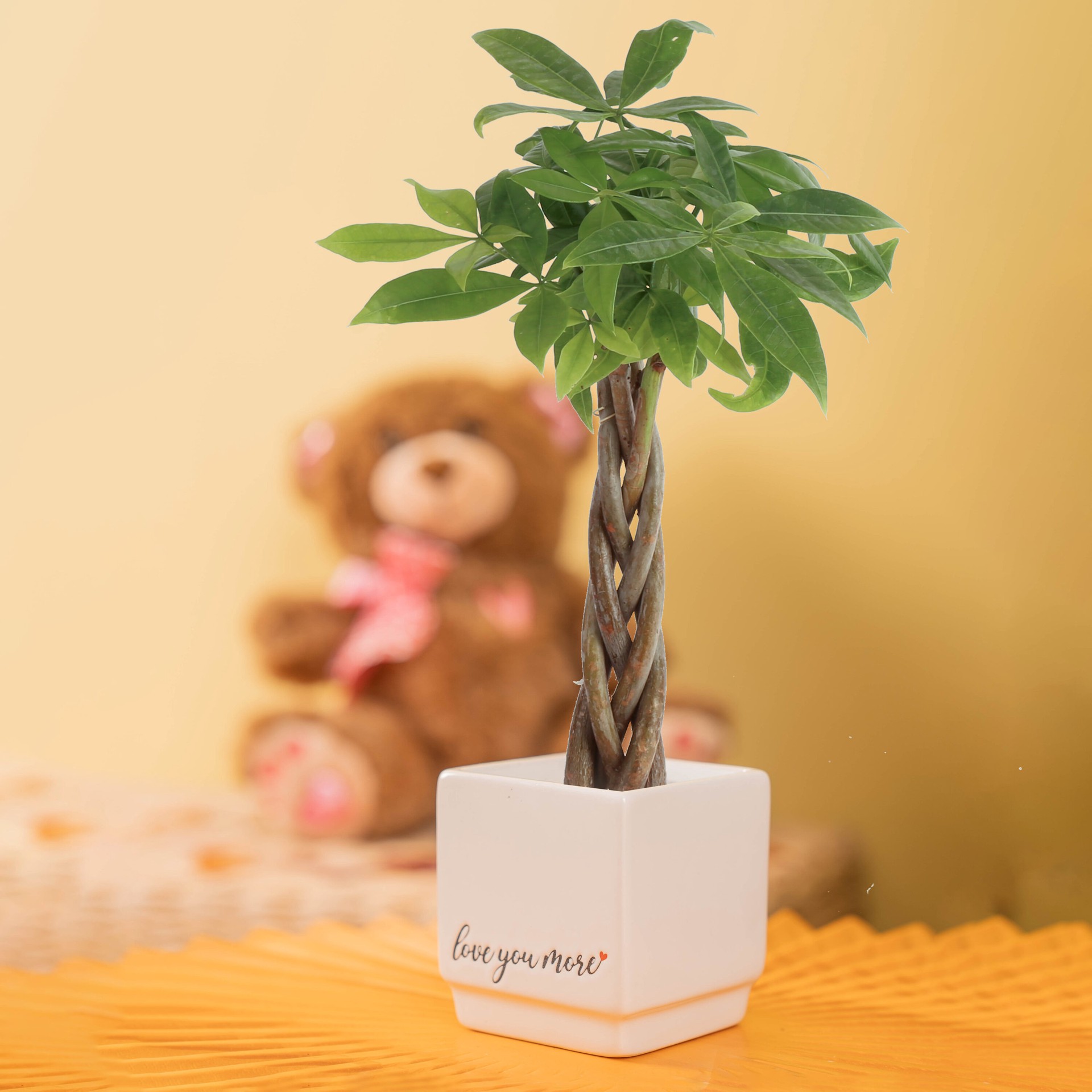 slide 3 of 6, Costa Farms White Specialty Pachira Money Tree House plant in 4 Ounce(s) Planter 1 -Pack, 1 ct