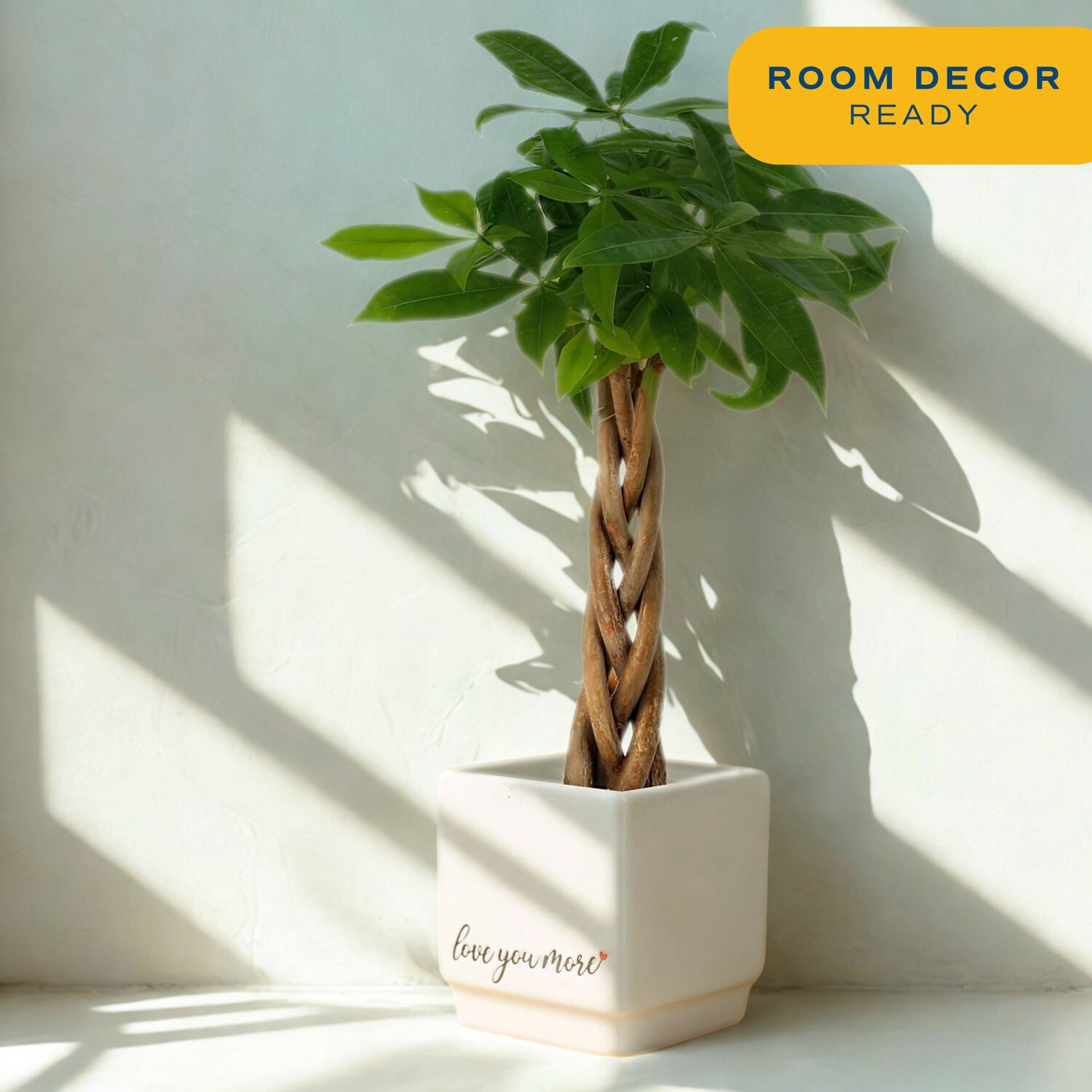 slide 5 of 6, Costa Farms White Specialty Pachira Money Tree House plant in 4 Ounce(s) Planter 1 -Pack, 1 ct