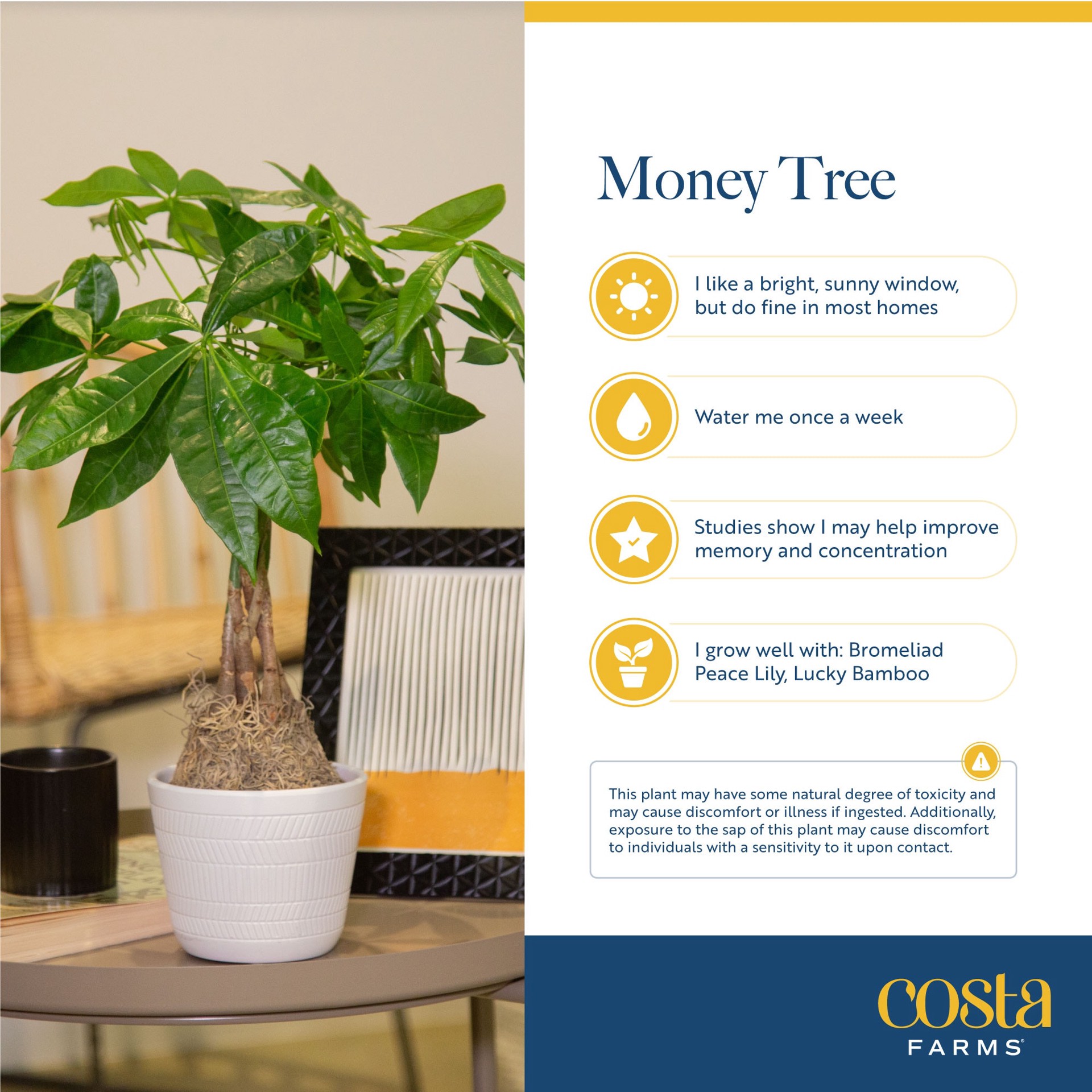 slide 6 of 6, Costa Farms White Specialty Pachira Money Tree House plant in 4 Ounce(s) Planter 1 -Pack, 1 ct