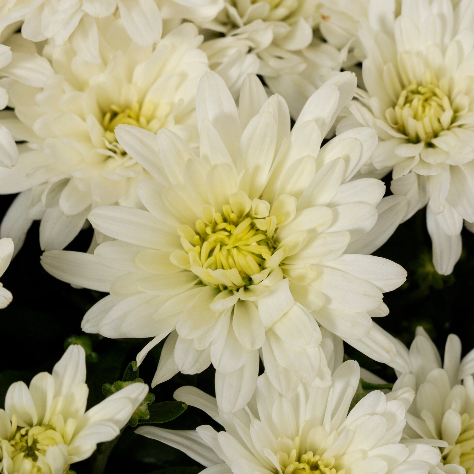 slide 2 of 4, Lowe's White Mum in 1 Gallon(s) Pot 1 -Pack, 1 ct