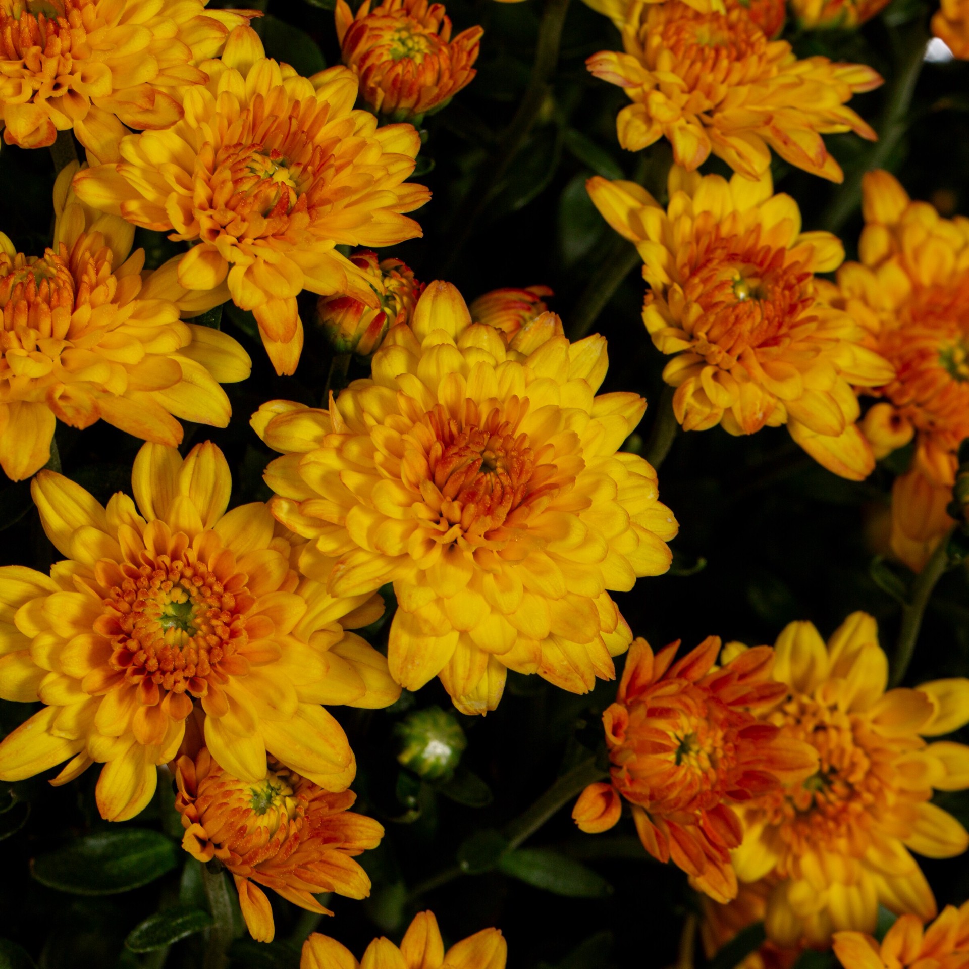 slide 2 of 4, Lowe's Orange Mum in 2.5 Gallon(s) Planter 1 -Pack, 1 ct