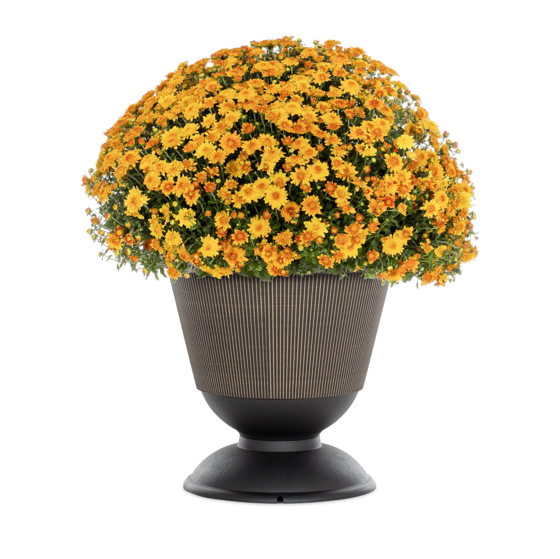 slide 1 of 4, Lowe's Orange Mum in 2.5 Gallon(s) Planter 1 -Pack, 1 ct