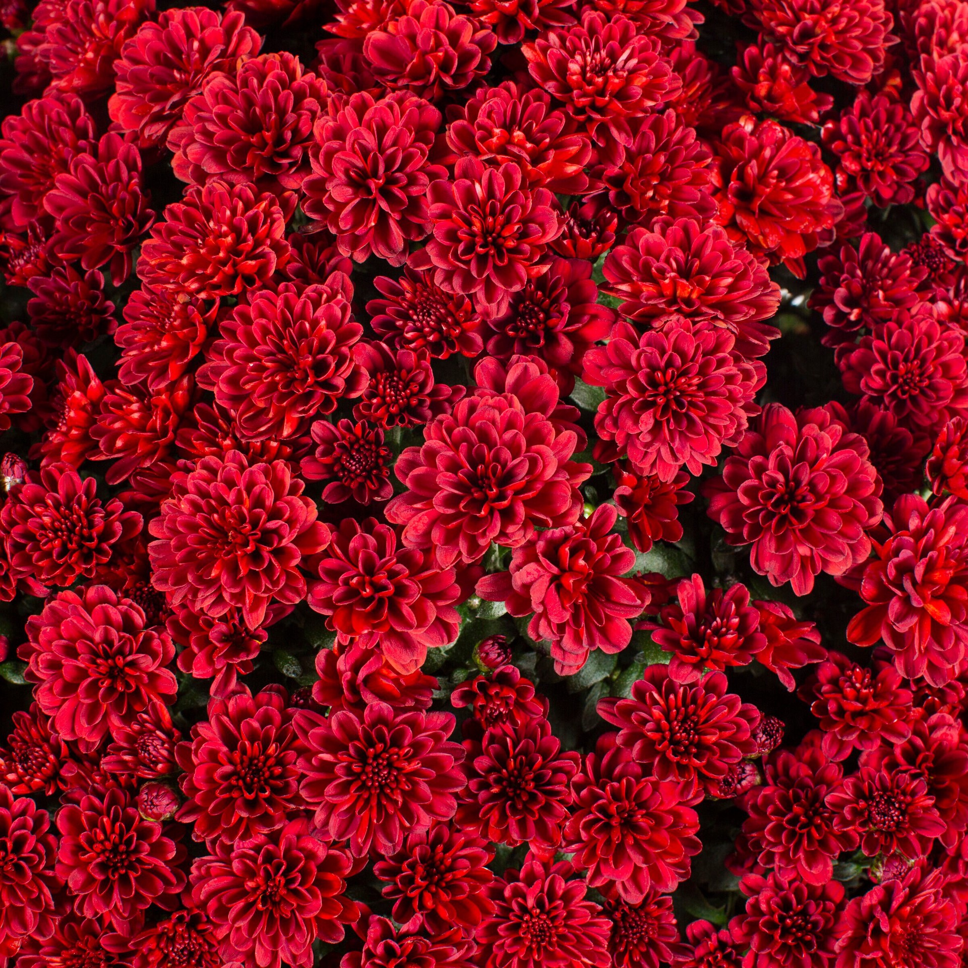 slide 2 of 5, Lowe's Red Mum in 2.5 Gallon(s) Planter 1 -Pack, 1 ct