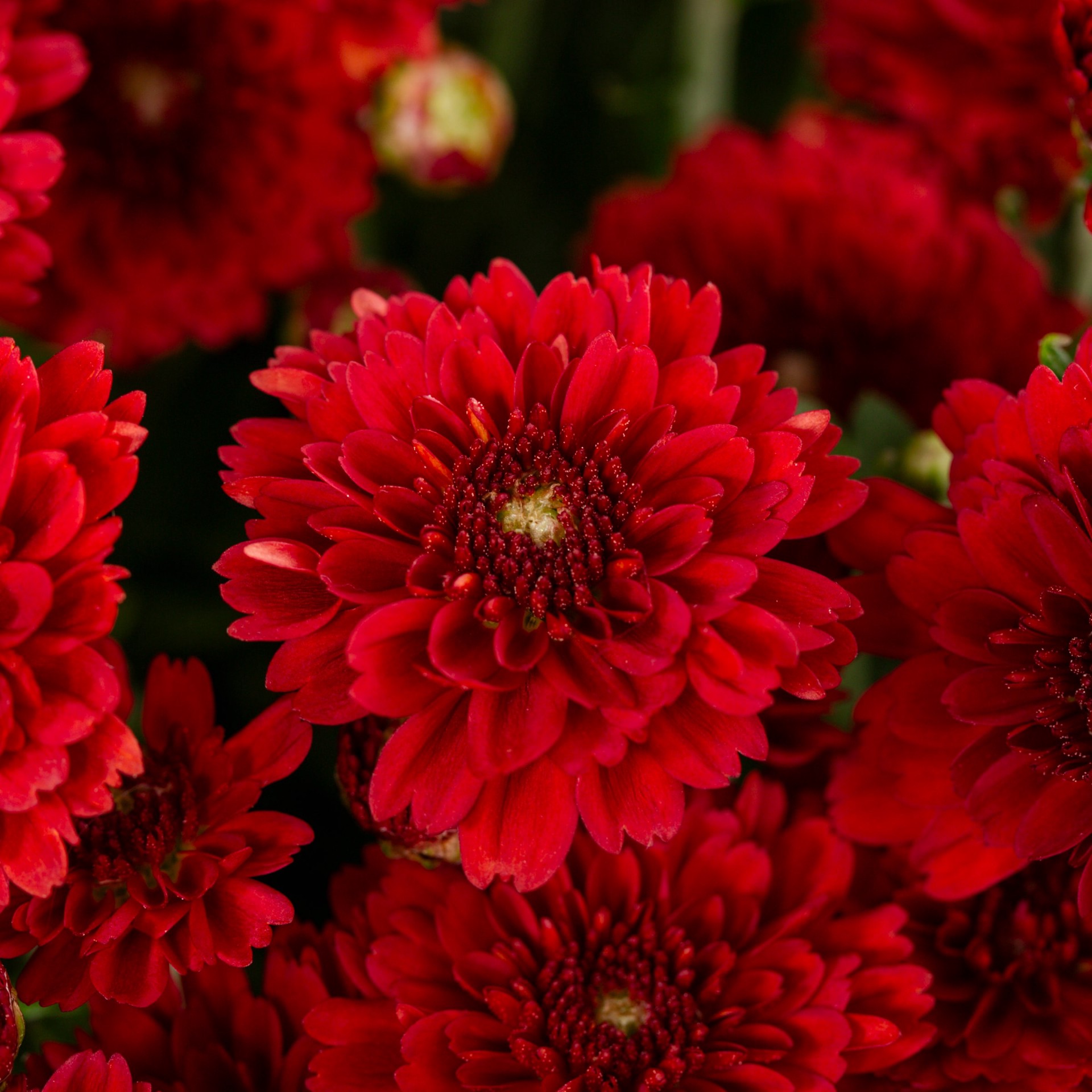 slide 5 of 5, Lowe's Red Mum in 2.5 Gallon(s) Planter 1 -Pack, 1 ct