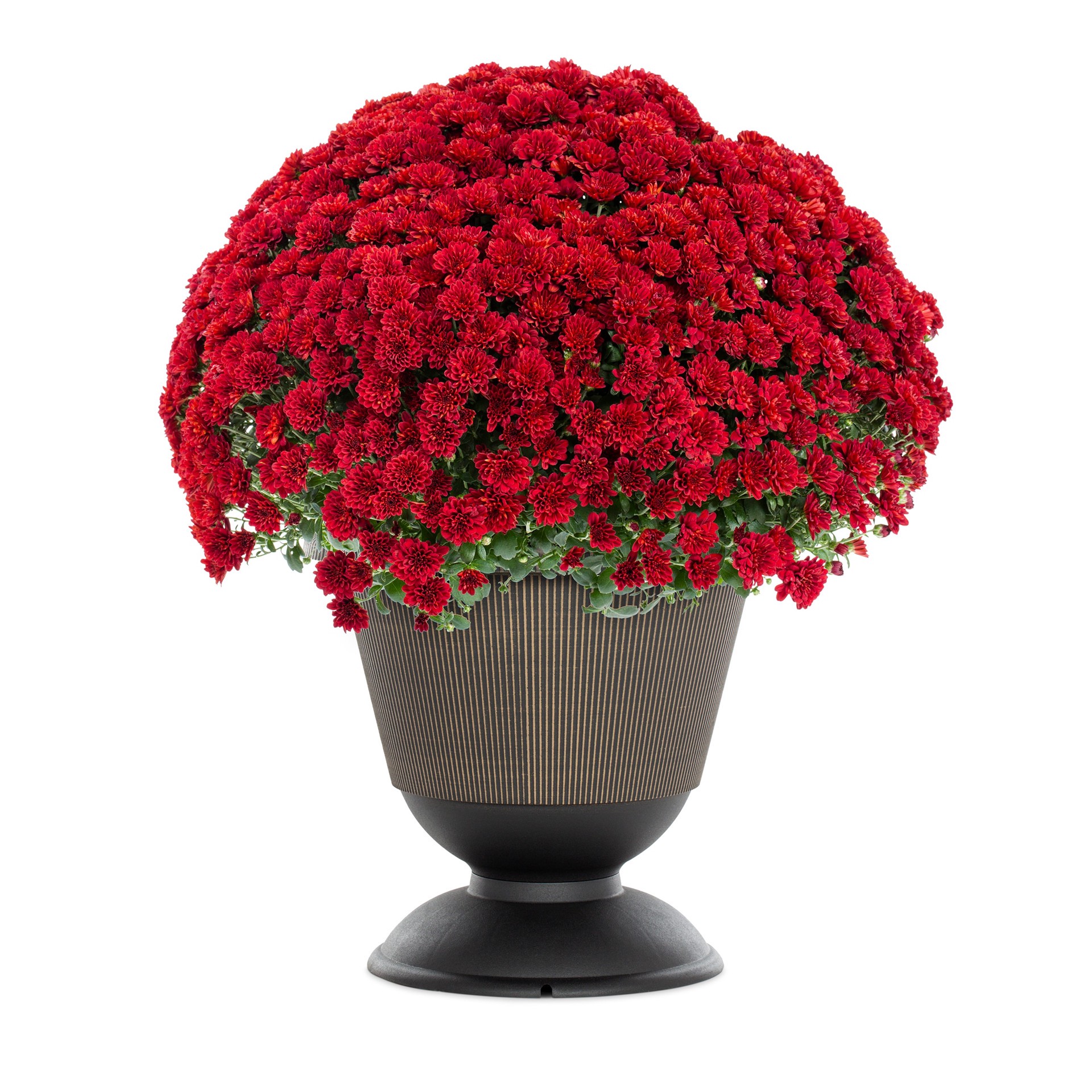 slide 1 of 5, Lowe's Red Mum in 2.5 Gallon(s) Planter 1 -Pack, 1 ct