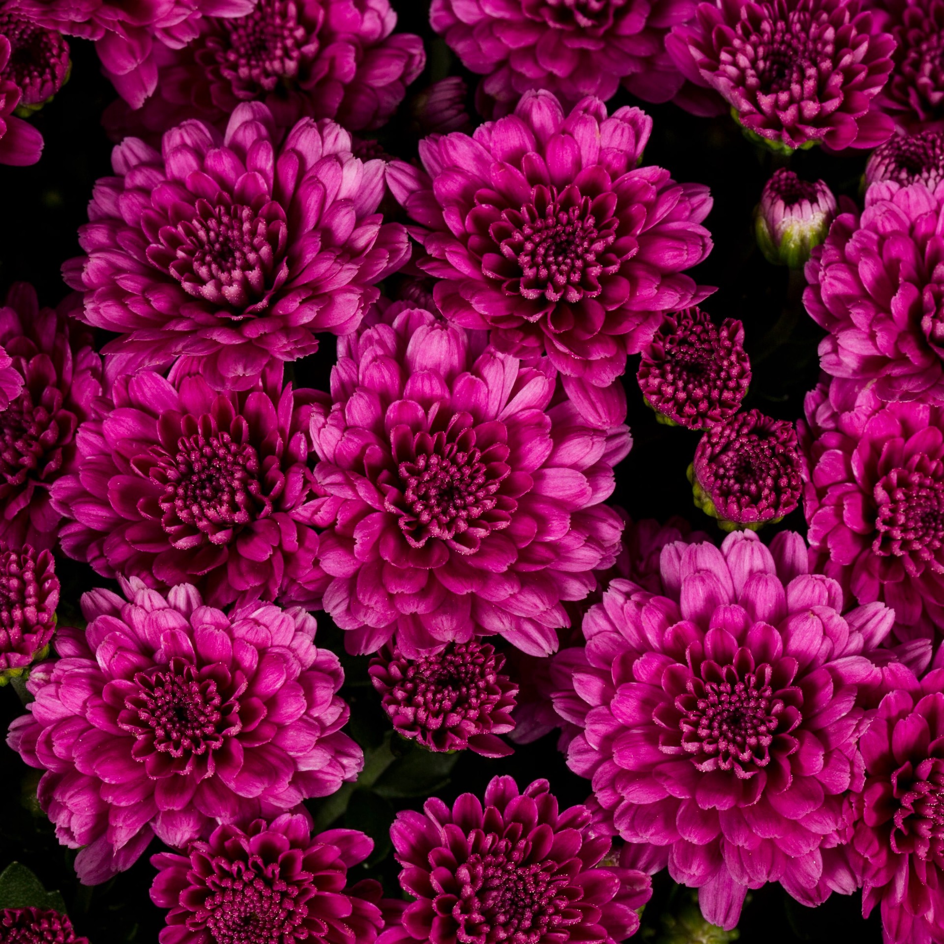 slide 2 of 4, Lowe's Purple Mum in 2.5 Gallon(s) Planter 1 -Pack, 1 ct