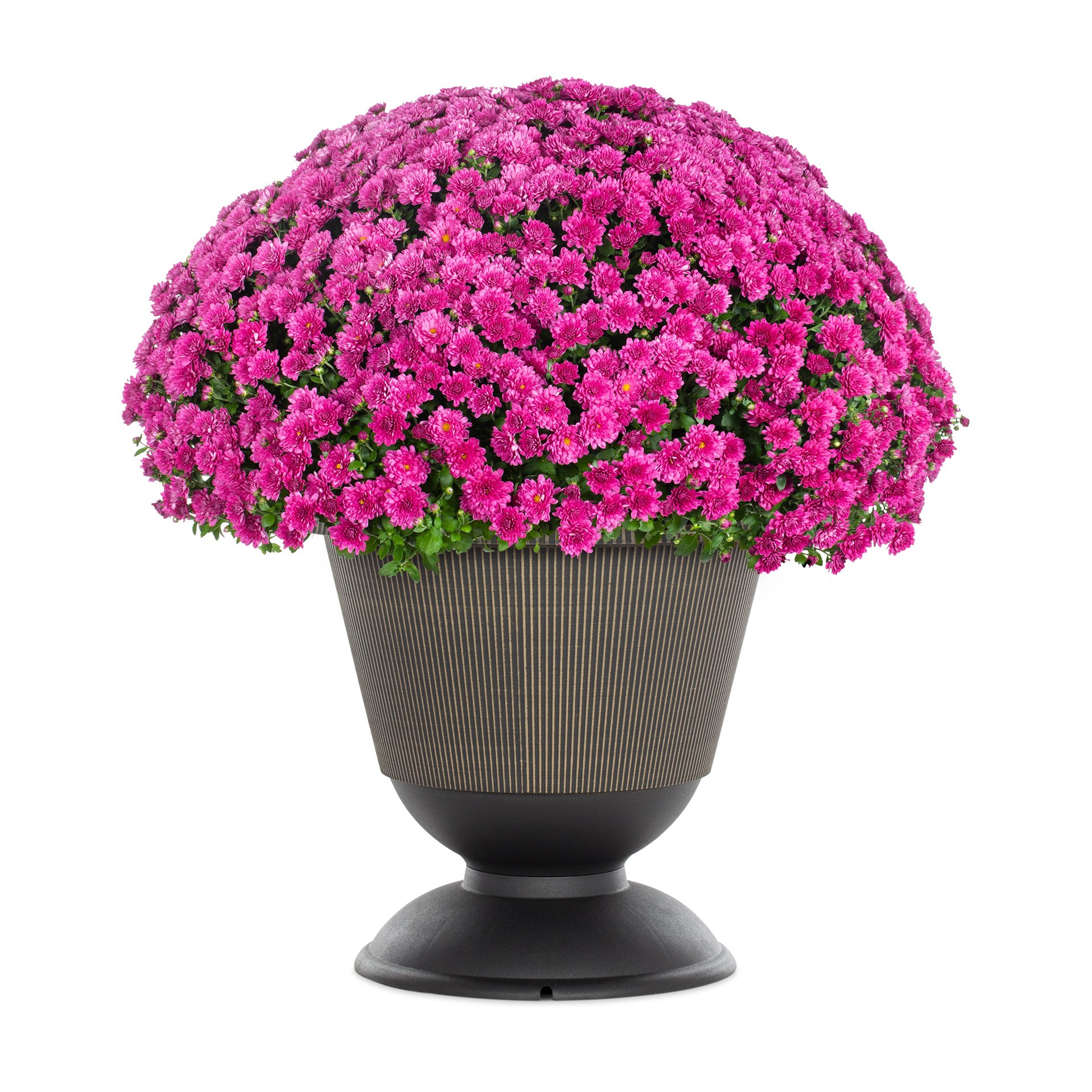 slide 1 of 4, Lowe's Purple Mum in 2.5 Gallon(s) Planter 1 -Pack, 1 ct