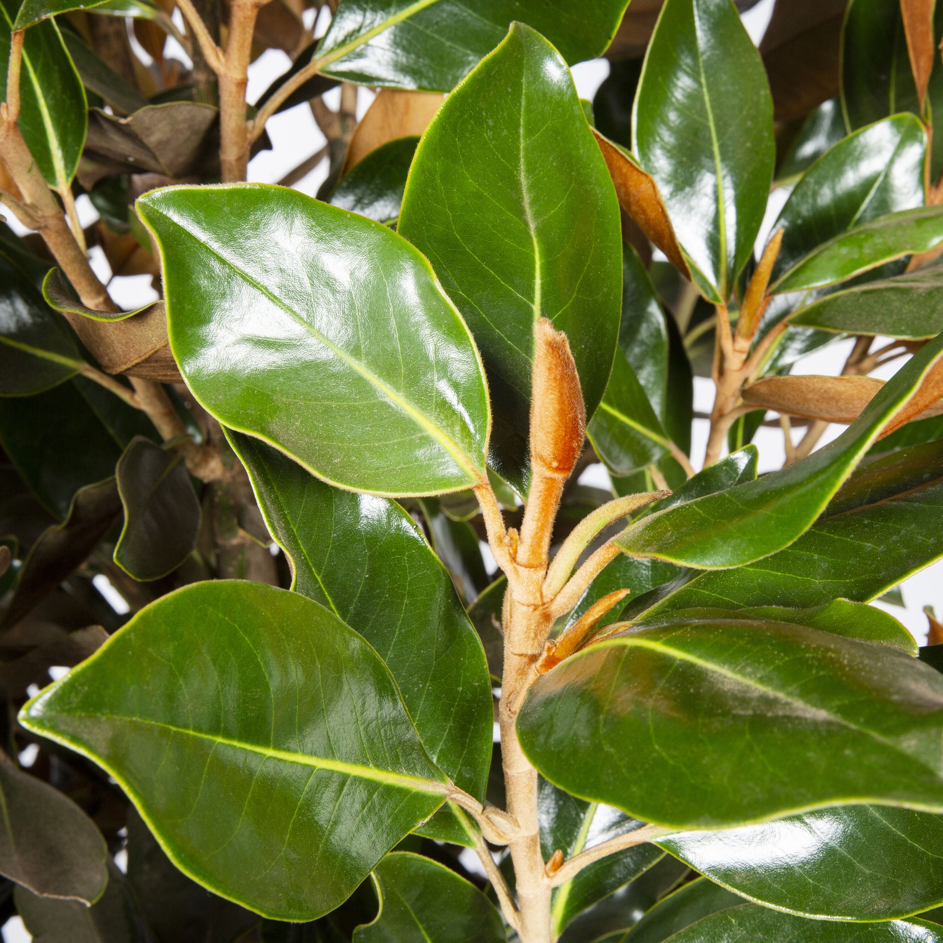 slide 2 of 4, Lowe's 3.58 -Gallon White Flowering Bracken's Brown Beauty Magnolia In pot (with soil), 1 ct
