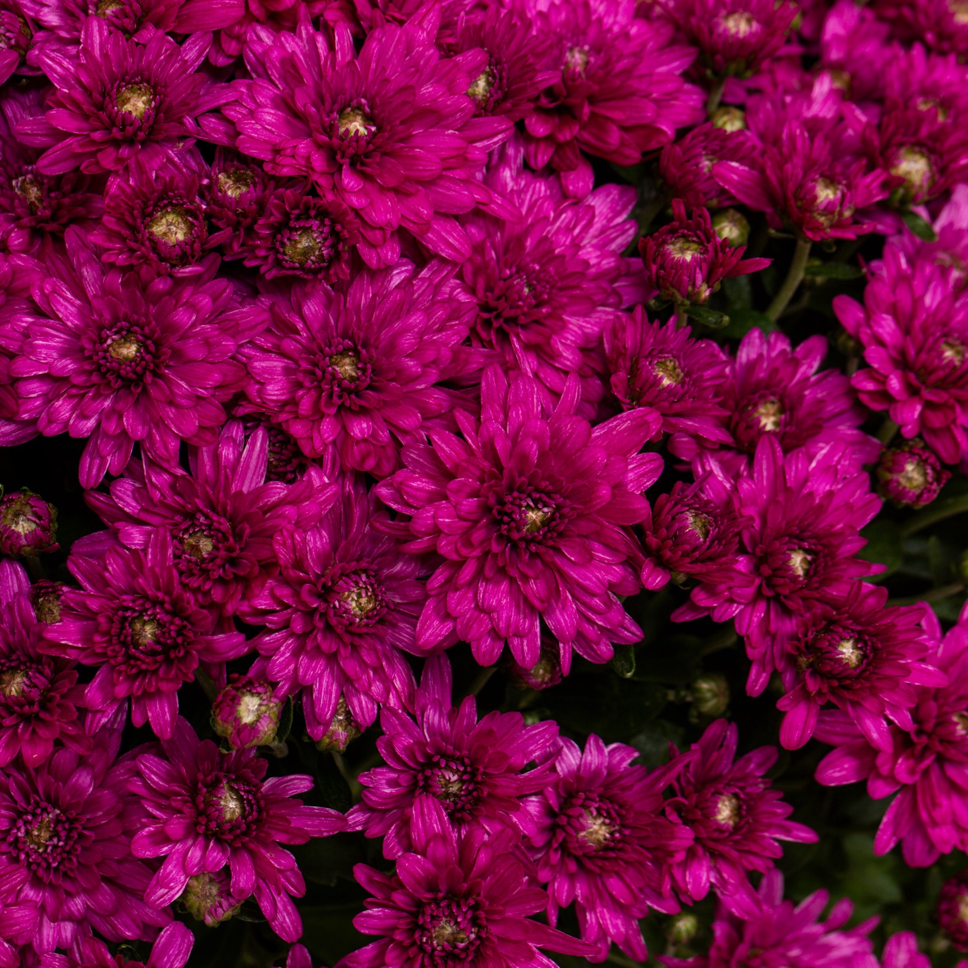 slide 2 of 4, Lowe's Purple Mum in 3.58 Gallon(s) Pot 1 -Pack, 1 ct