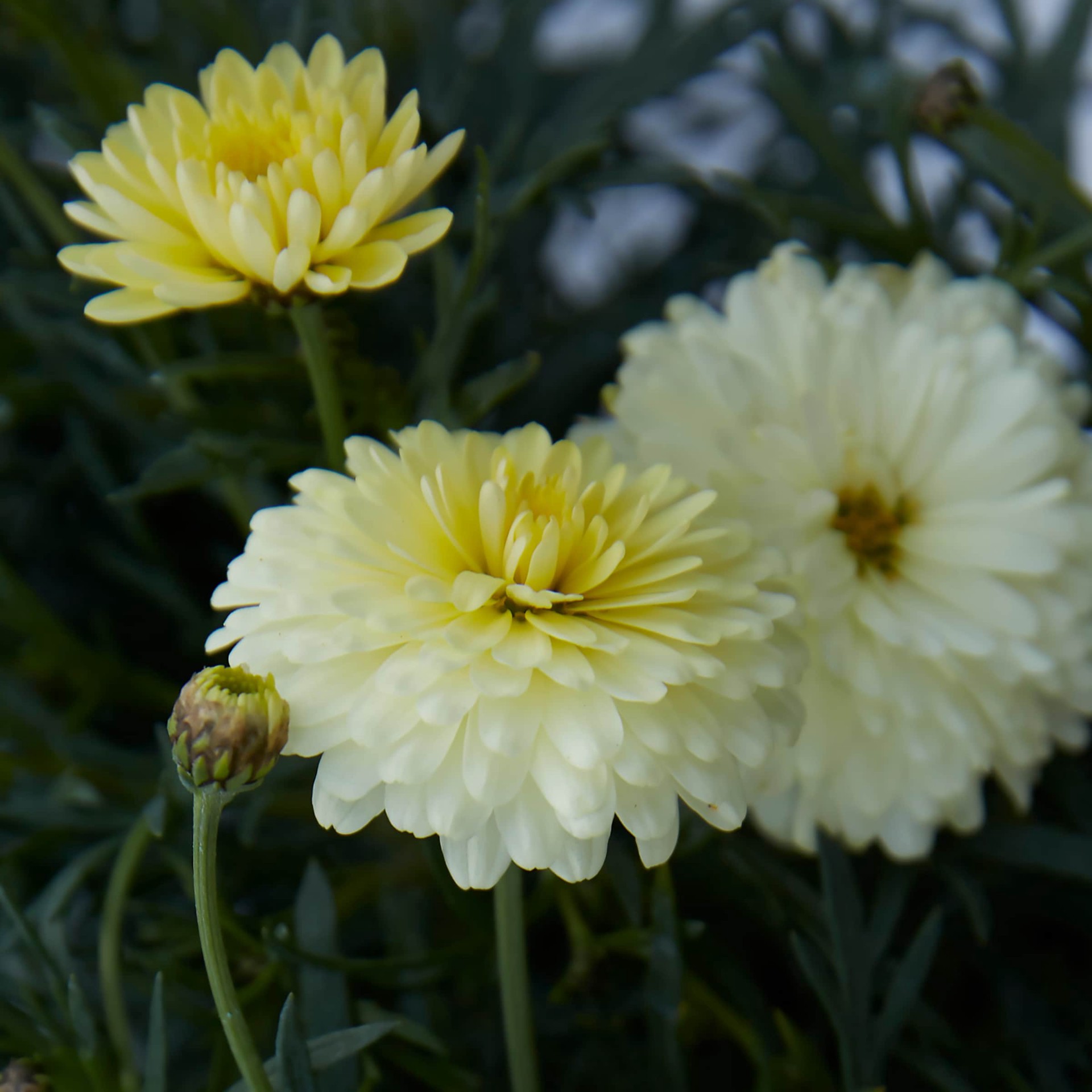 slide 3 of 3, Lowe's Multicolor Argyranthemum in 2.5-Quart Pot, 1 ct