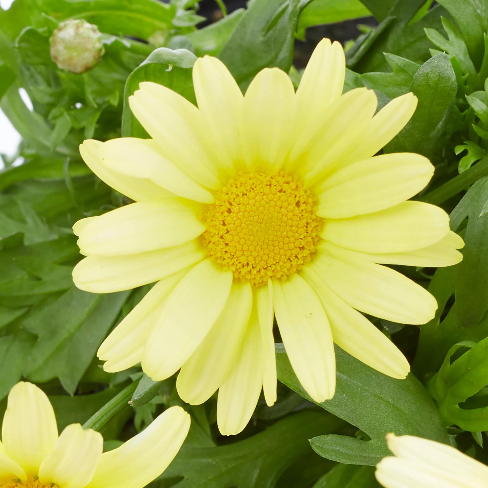 slide 2 of 3, Lowe's Multicolor Argyranthemum in 2.5-Quart Pot, 1 ct