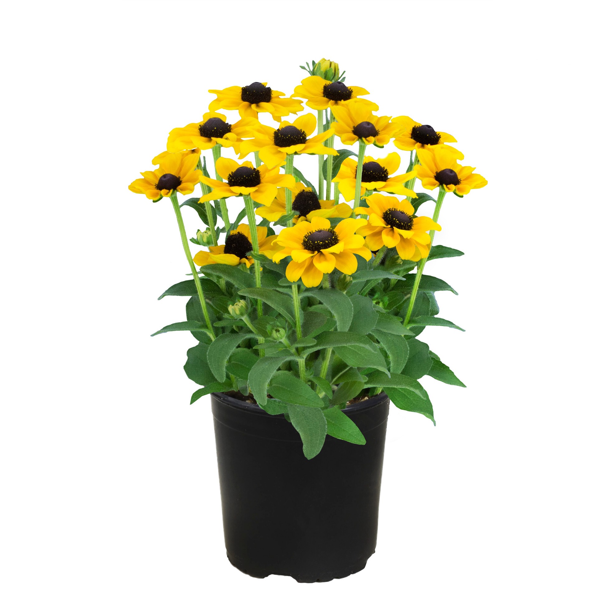 slide 1 of 1, Lowe's Multicolor Black-eyed Susan in 2.5-Quart Pot, 1 ct