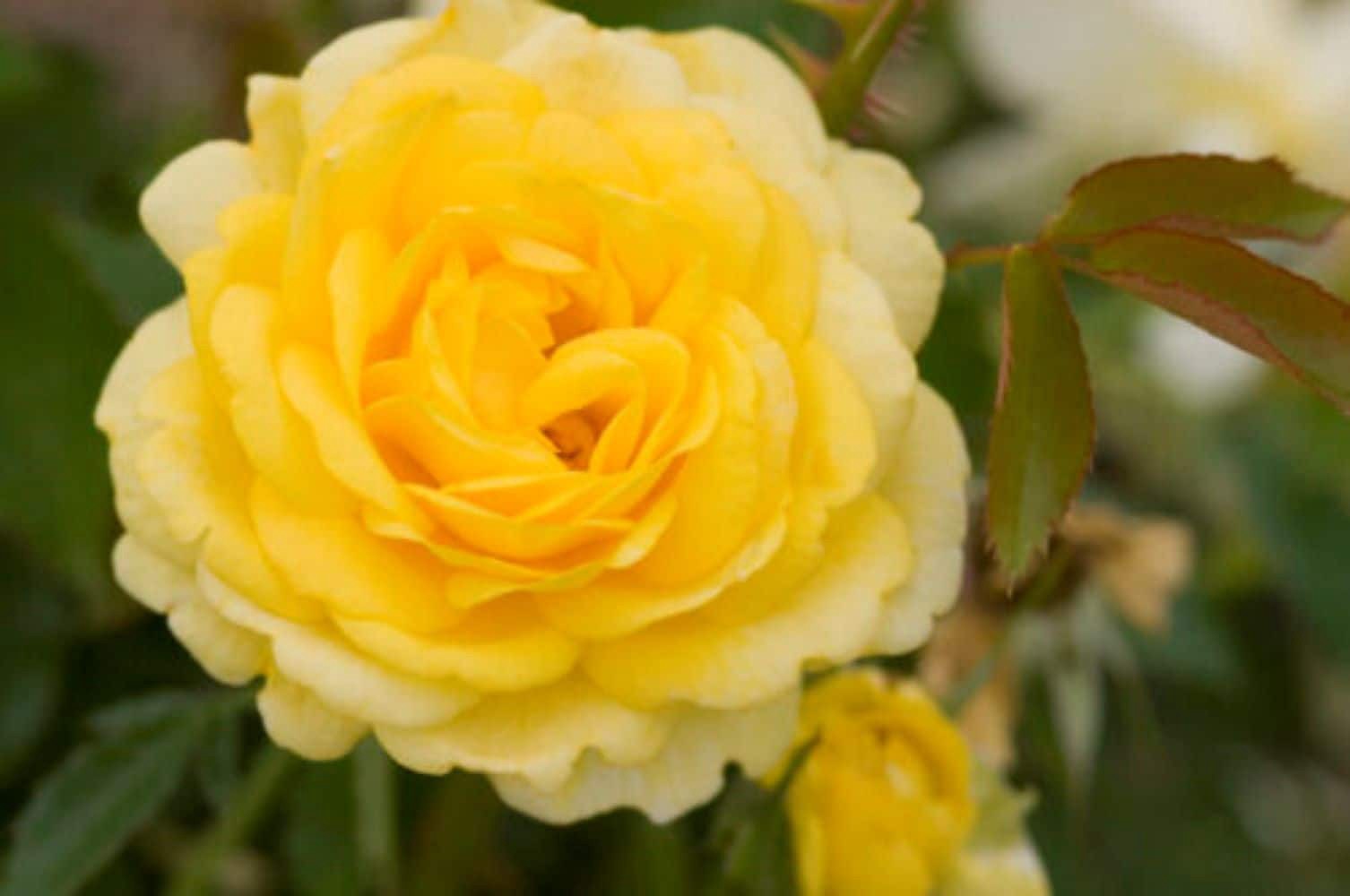 slide 2 of 6, Lowe's Yellow High Voltage Rose 2 -Gallon 1 -Pack in Pot, 1 ct