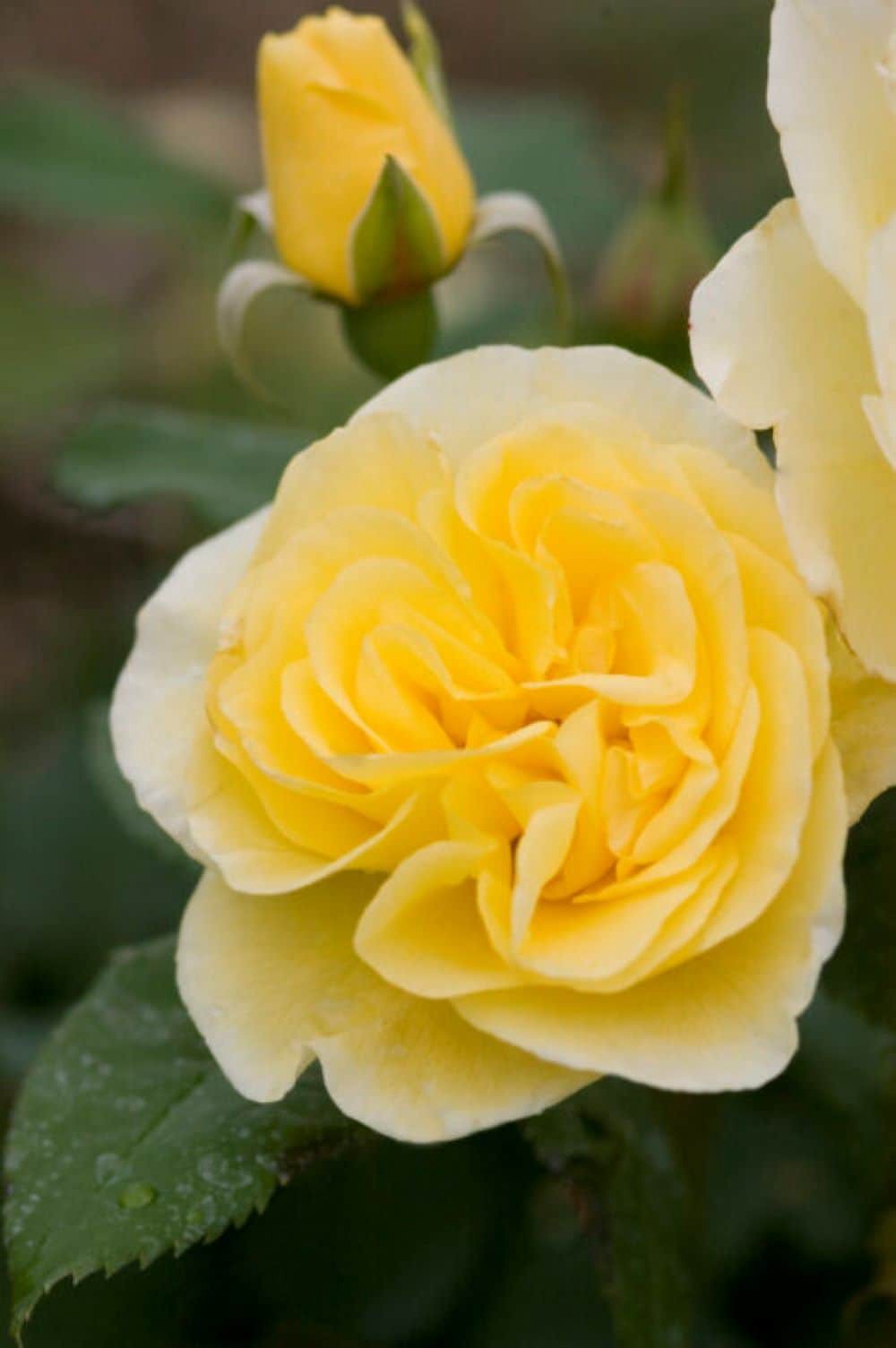 slide 3 of 6, Lowe's Yellow High Voltage Rose 2 -Gallon 1 -Pack in Pot, 1 ct