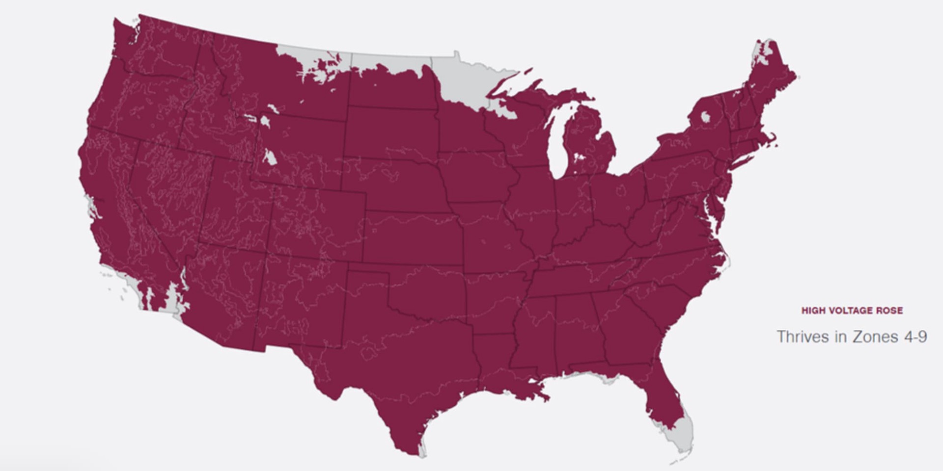 slide 6 of 6, Lowe's Yellow High Voltage Rose 2 -Gallon 1 -Pack in Pot, 1 ct