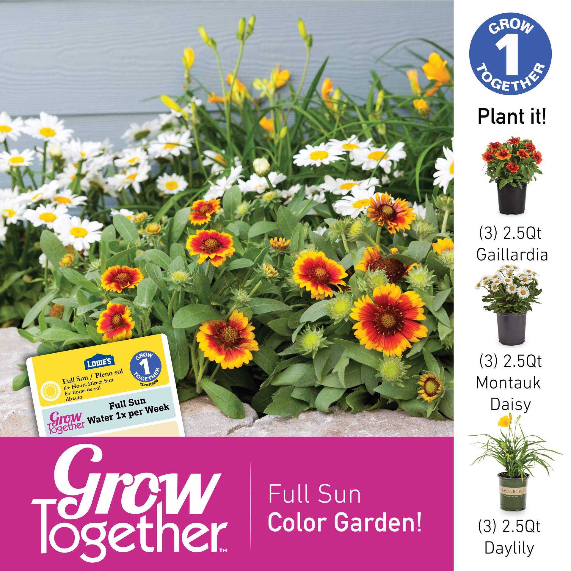 slide 2 of 2, Lowe's White Montauk (Nippon) Daisy Plant in 2 -Quart Pot 1 -Pack, 1 ct