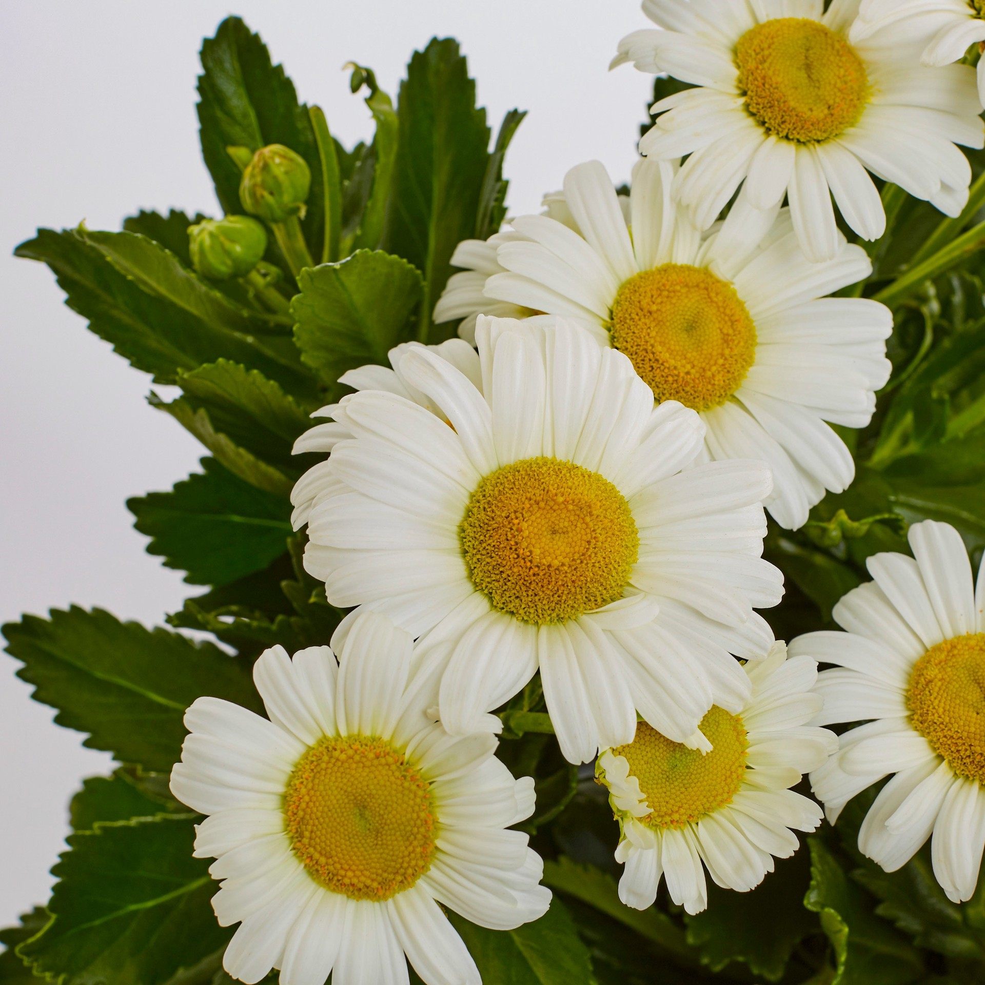 slide 1 of 2, Lowe's White Montauk (Nippon) Daisy Plant in 2 -Quart Pot 1 -Pack, 1 ct