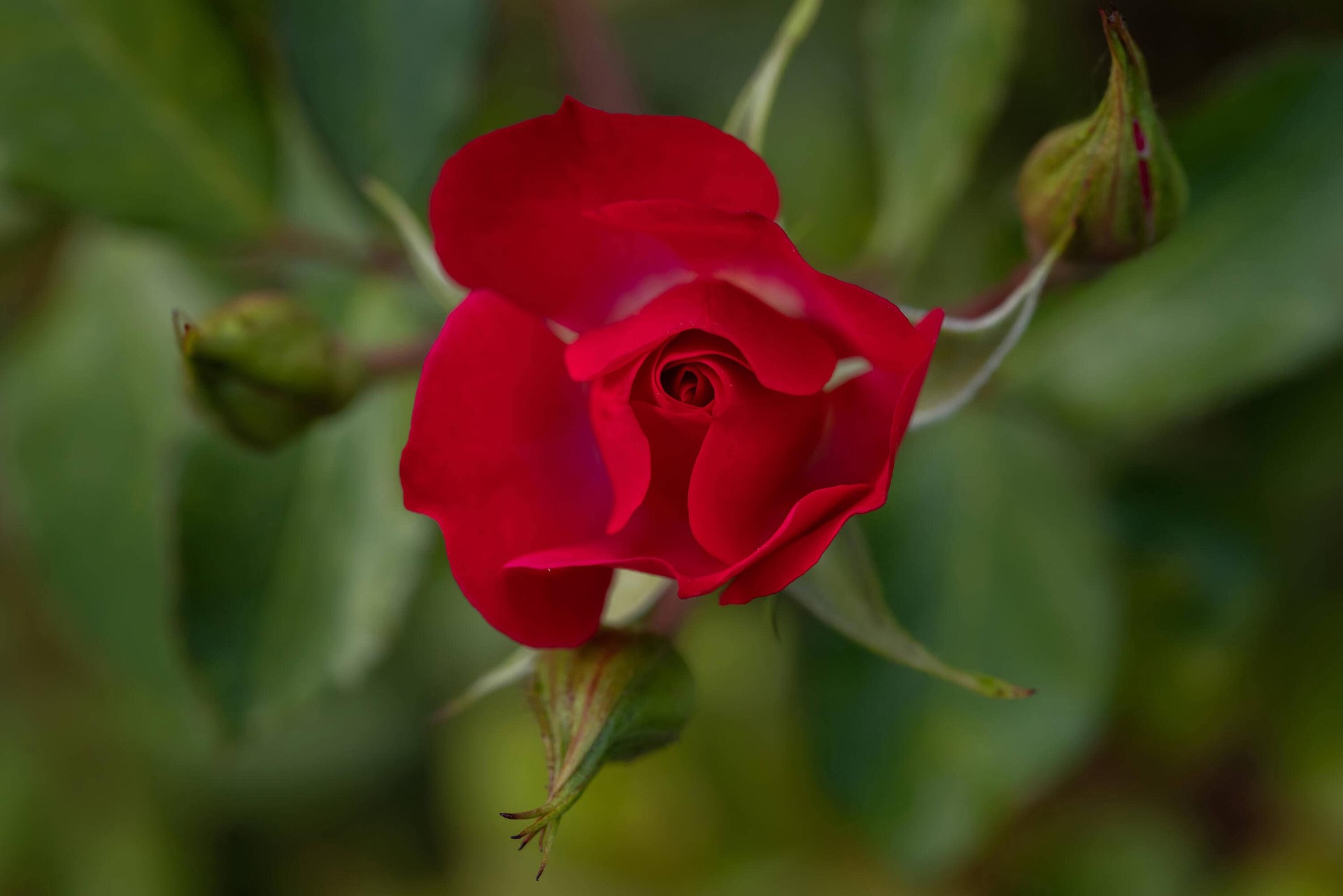 slide 2 of 6, Lowe's Red Mystic Fairy Rose 2 -Gallon 1 -Pack in Pot, 1 ct