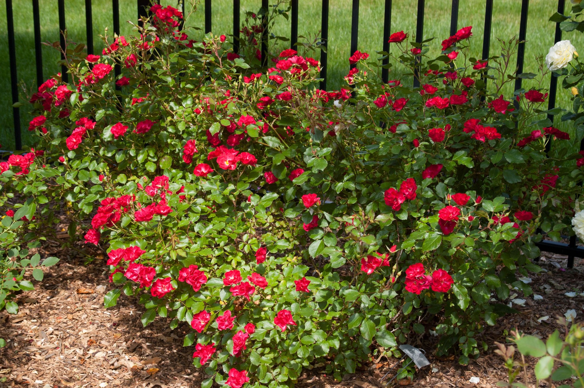 slide 3 of 6, Lowe's Red Mystic Fairy Rose 2 -Gallon 1 -Pack in Pot, 1 ct