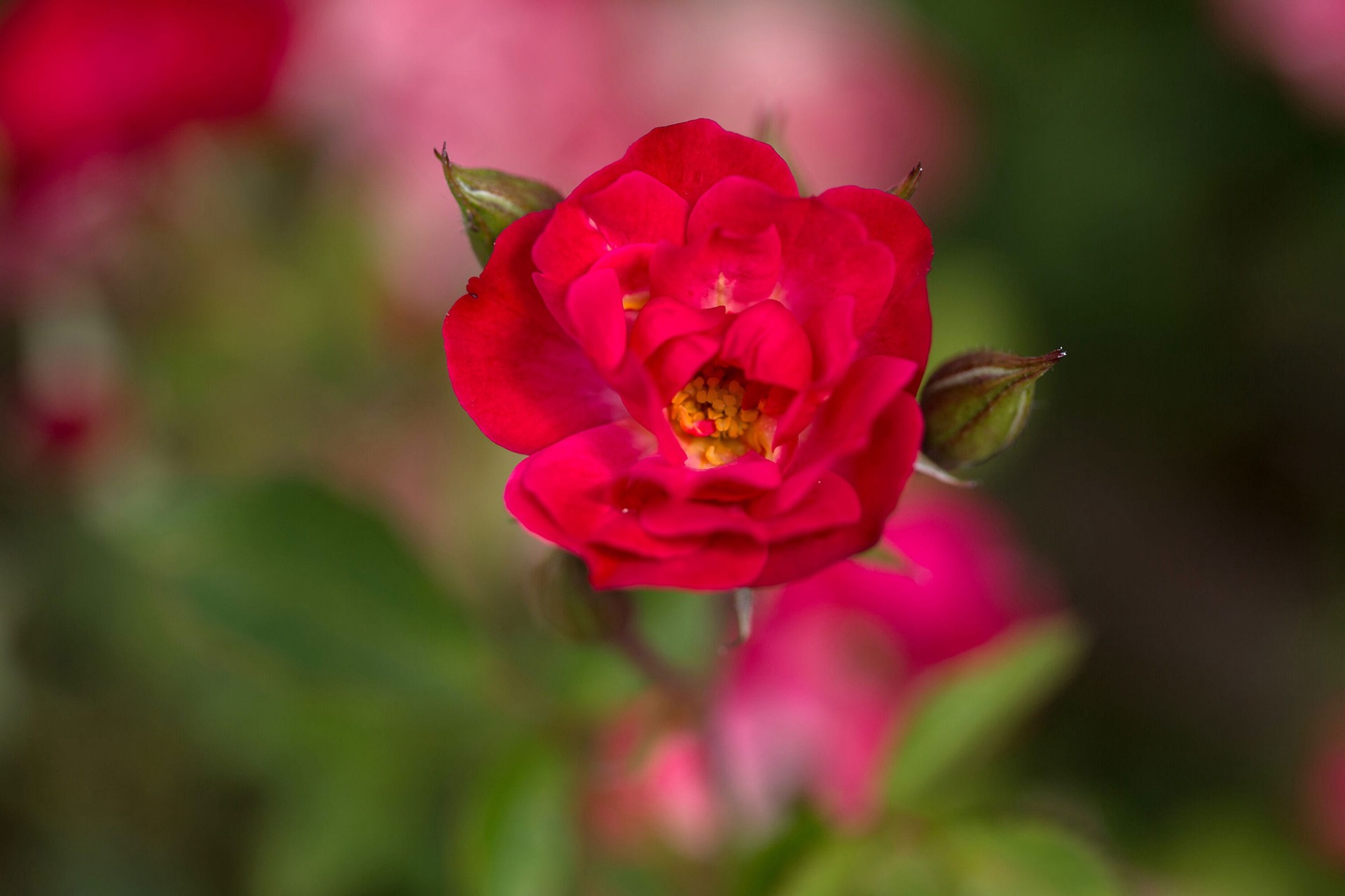 slide 4 of 6, Lowe's Red Mystic Fairy Rose 2 -Gallon 1 -Pack in Pot, 1 ct