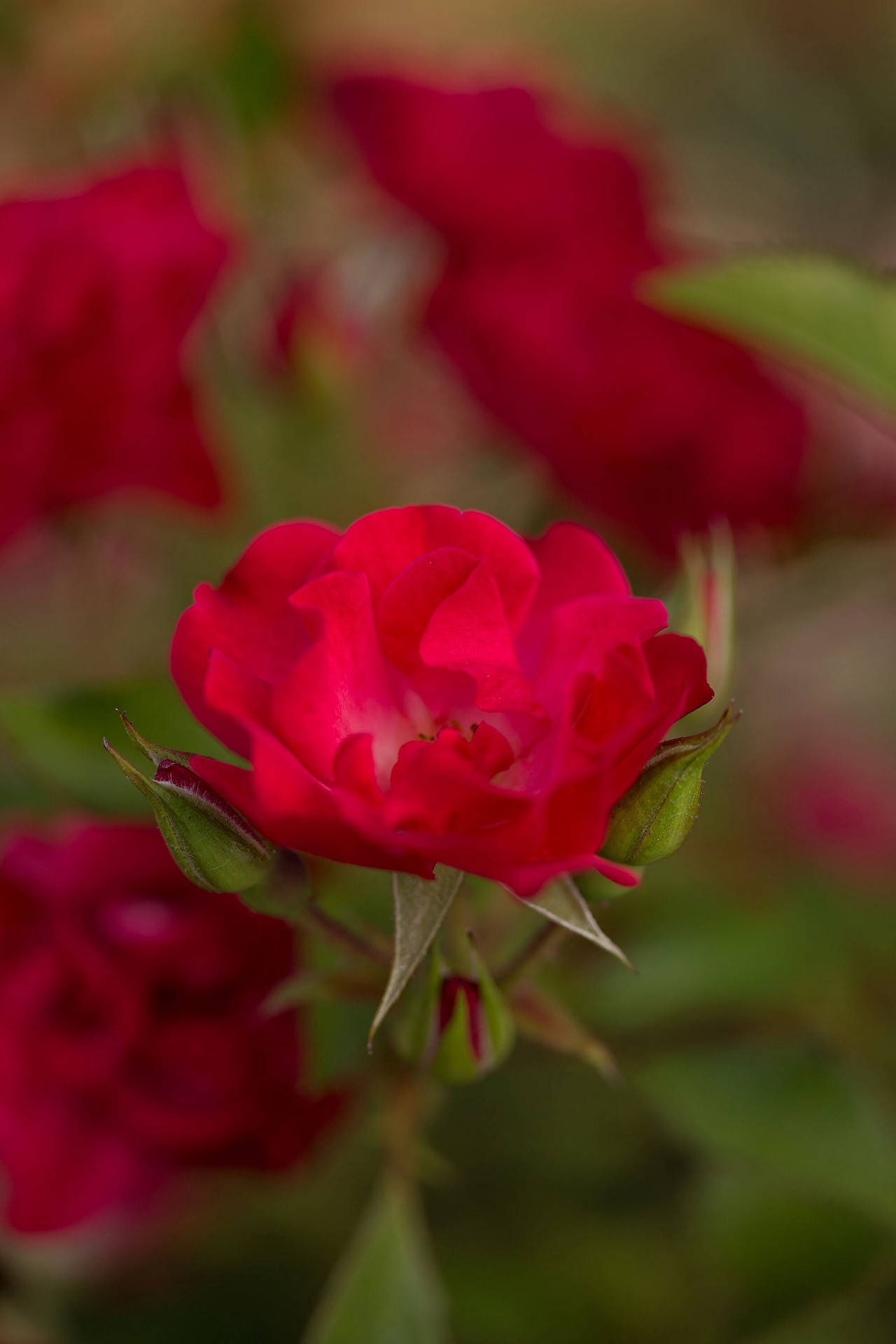 slide 5 of 6, Lowe's Red Mystic Fairy Rose 2 -Gallon 1 -Pack in Pot, 1 ct