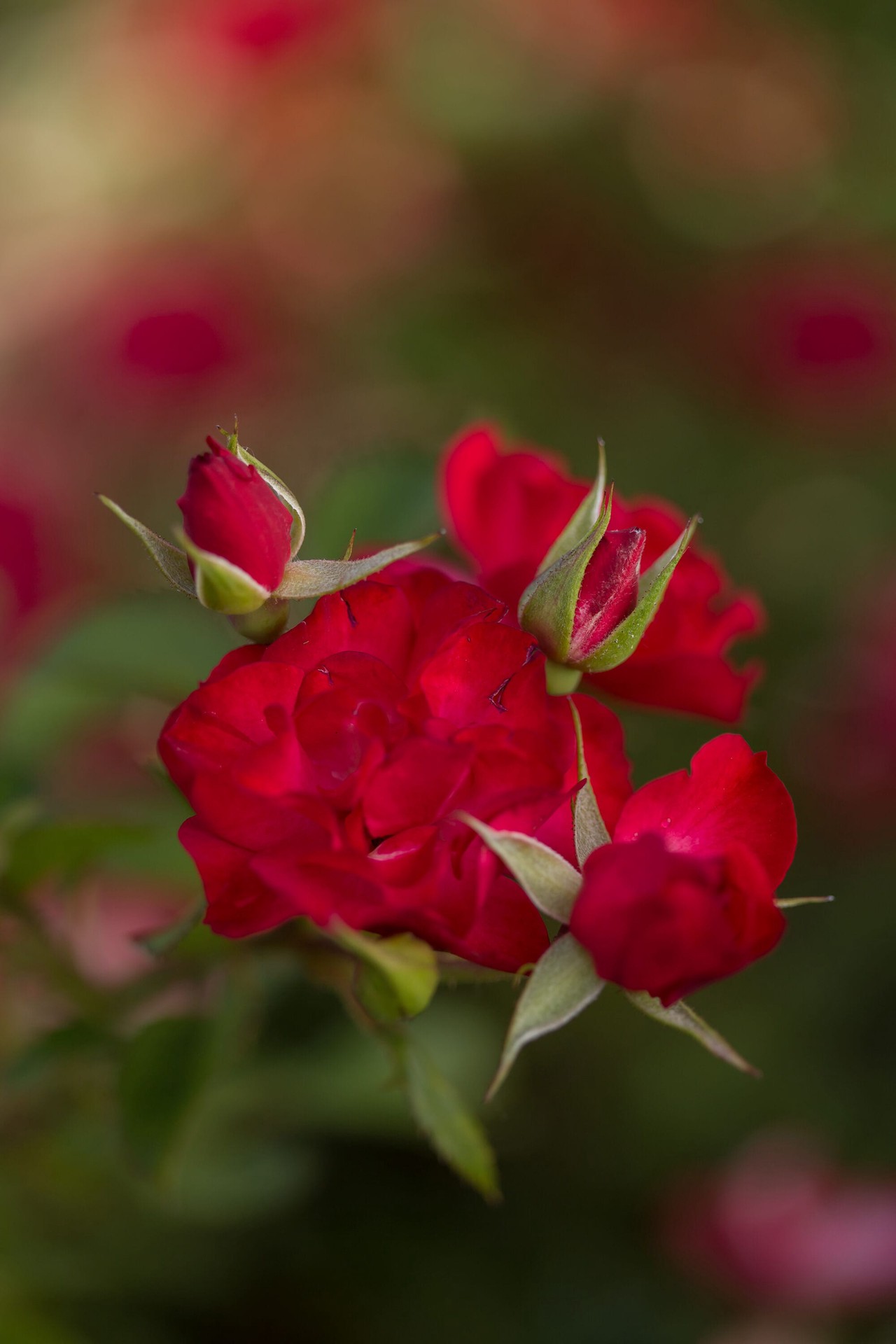 slide 6 of 6, Lowe's Red Mystic Fairy Rose 2 -Gallon 1 -Pack in Pot, 1 ct