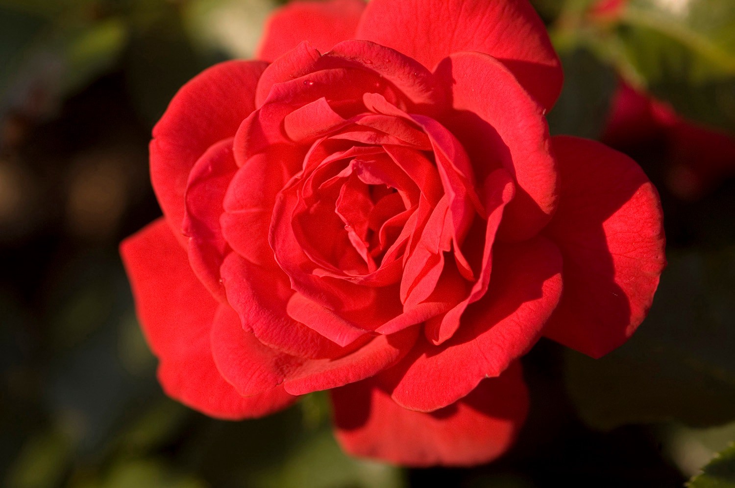 slide 2 of 6, Lowe's Red Super Hero Rose 2 -Gallon 1 -Pack in Pot, 1 ct