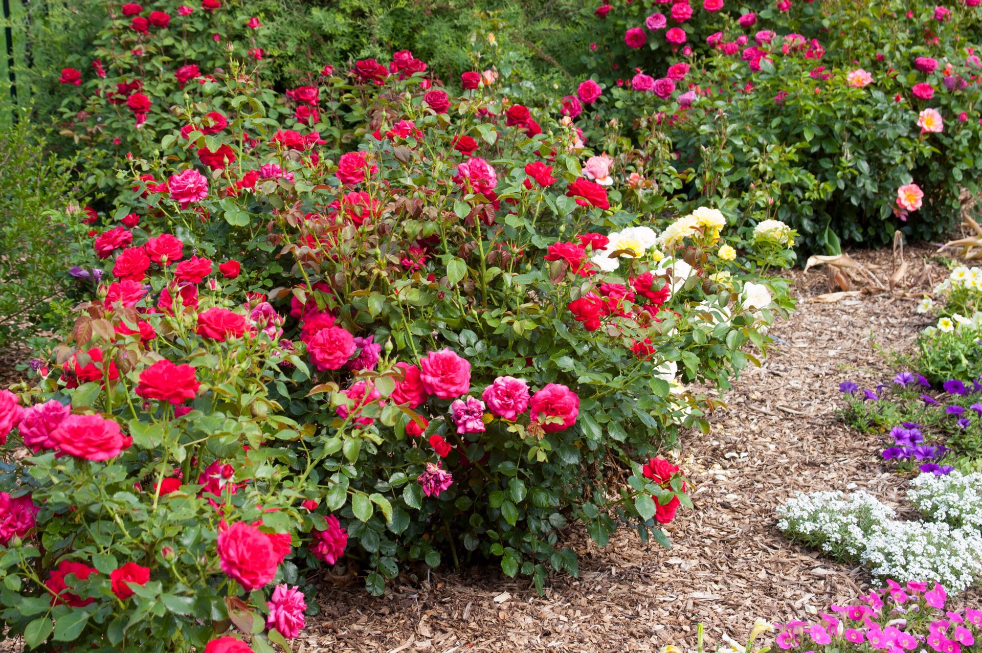 slide 3 of 6, Lowe's Red Super Hero Rose 2 -Gallon 1 -Pack in Pot, 1 ct