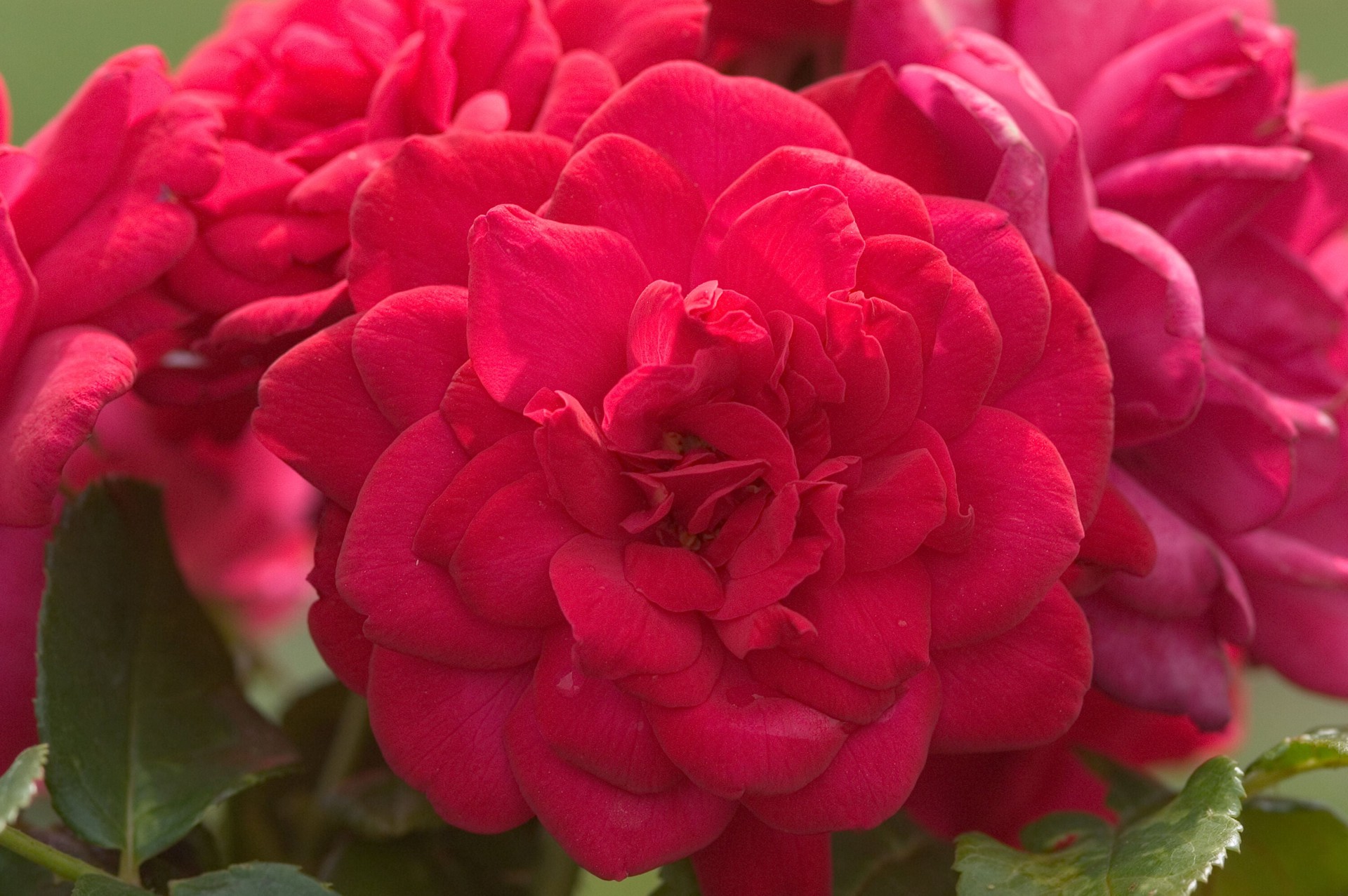 slide 4 of 6, Lowe's Red Super Hero Rose 2 -Gallon 1 -Pack in Pot, 1 ct