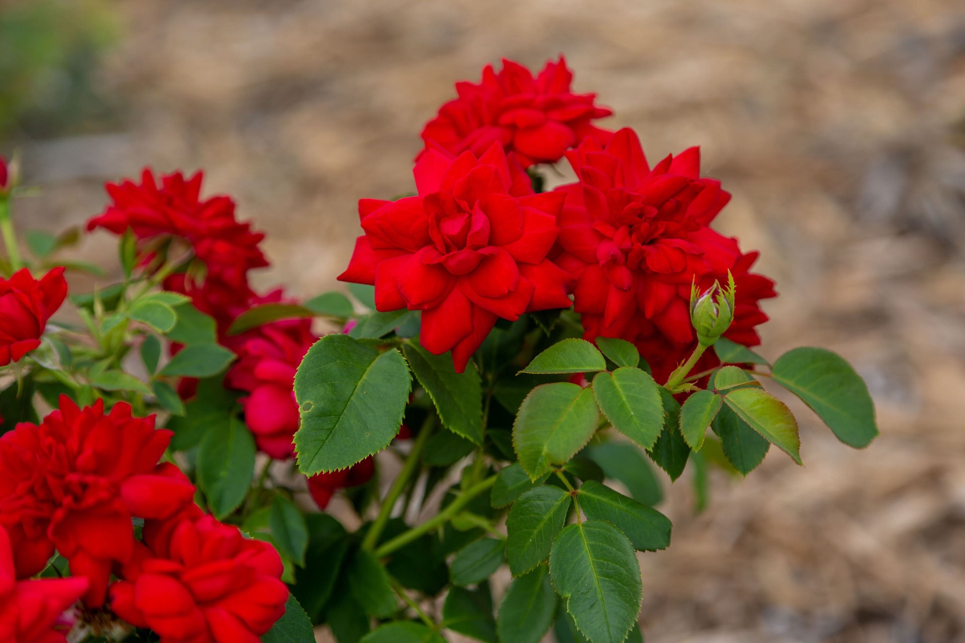 slide 5 of 6, Lowe's Red Super Hero Rose 2 -Gallon 1 -Pack in Pot, 1 ct