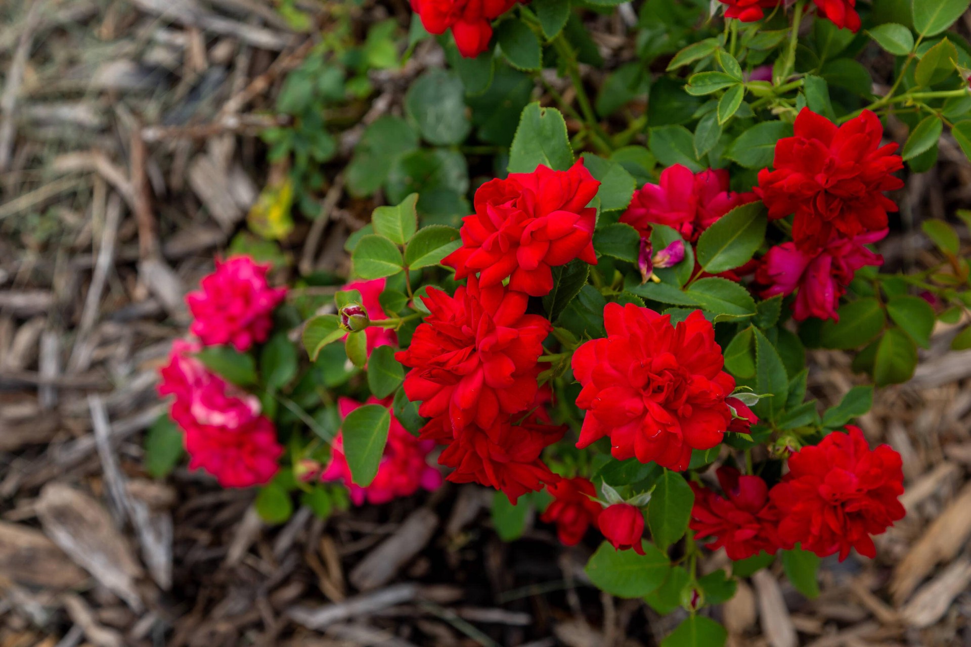 slide 6 of 6, Lowe's Red Super Hero Rose 2 -Gallon 1 -Pack in Pot, 1 ct