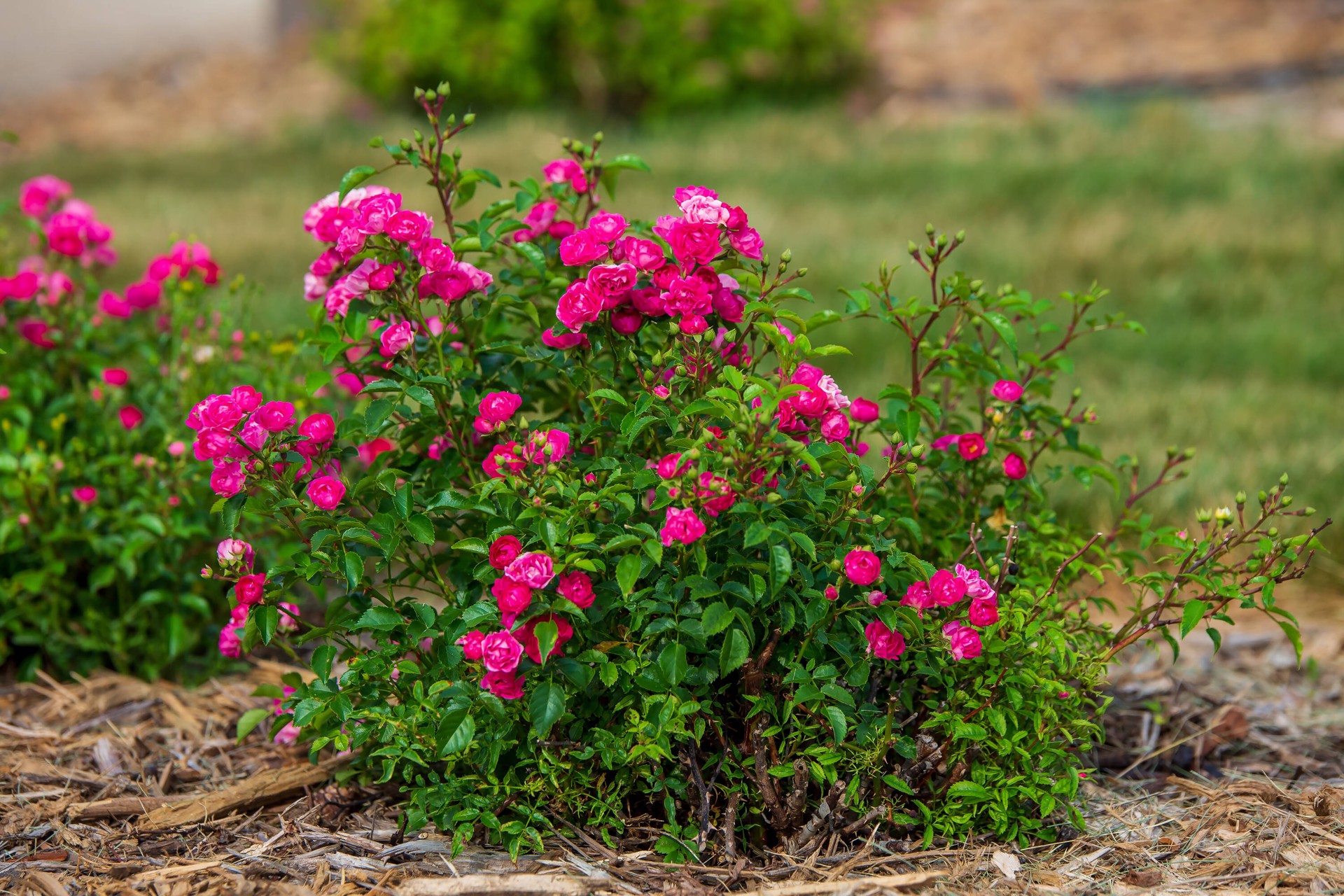 slide 3 of 6, Lowe's Pink Little Mischief Rose 2 -Gallon 1 -Pack in Pot, 1 ct